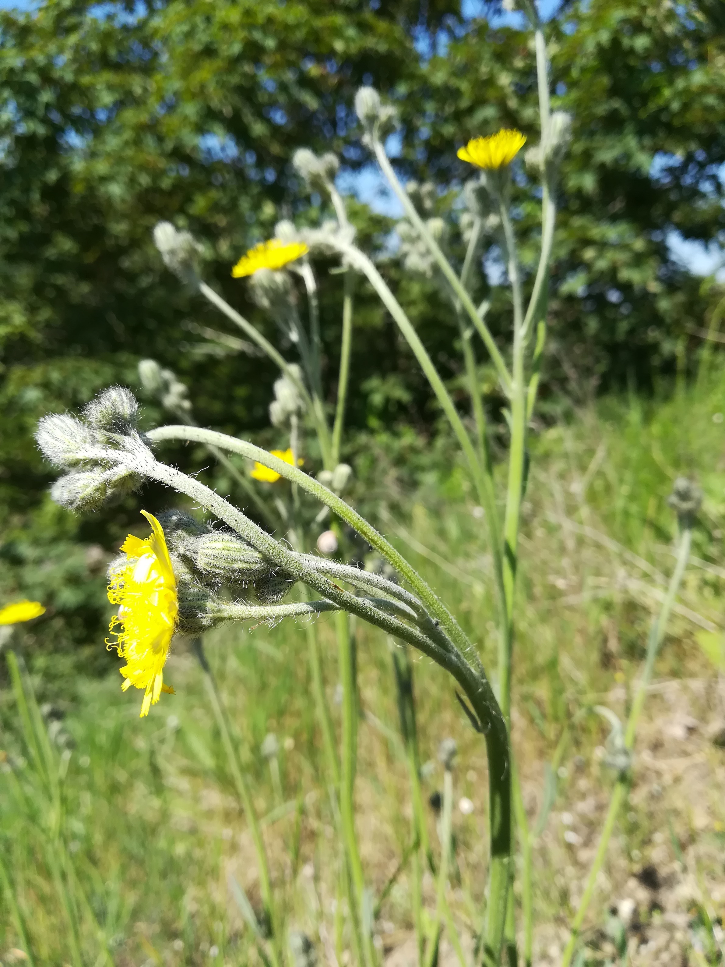 hieracium sp. W fischamend_20210603_102815.jpg