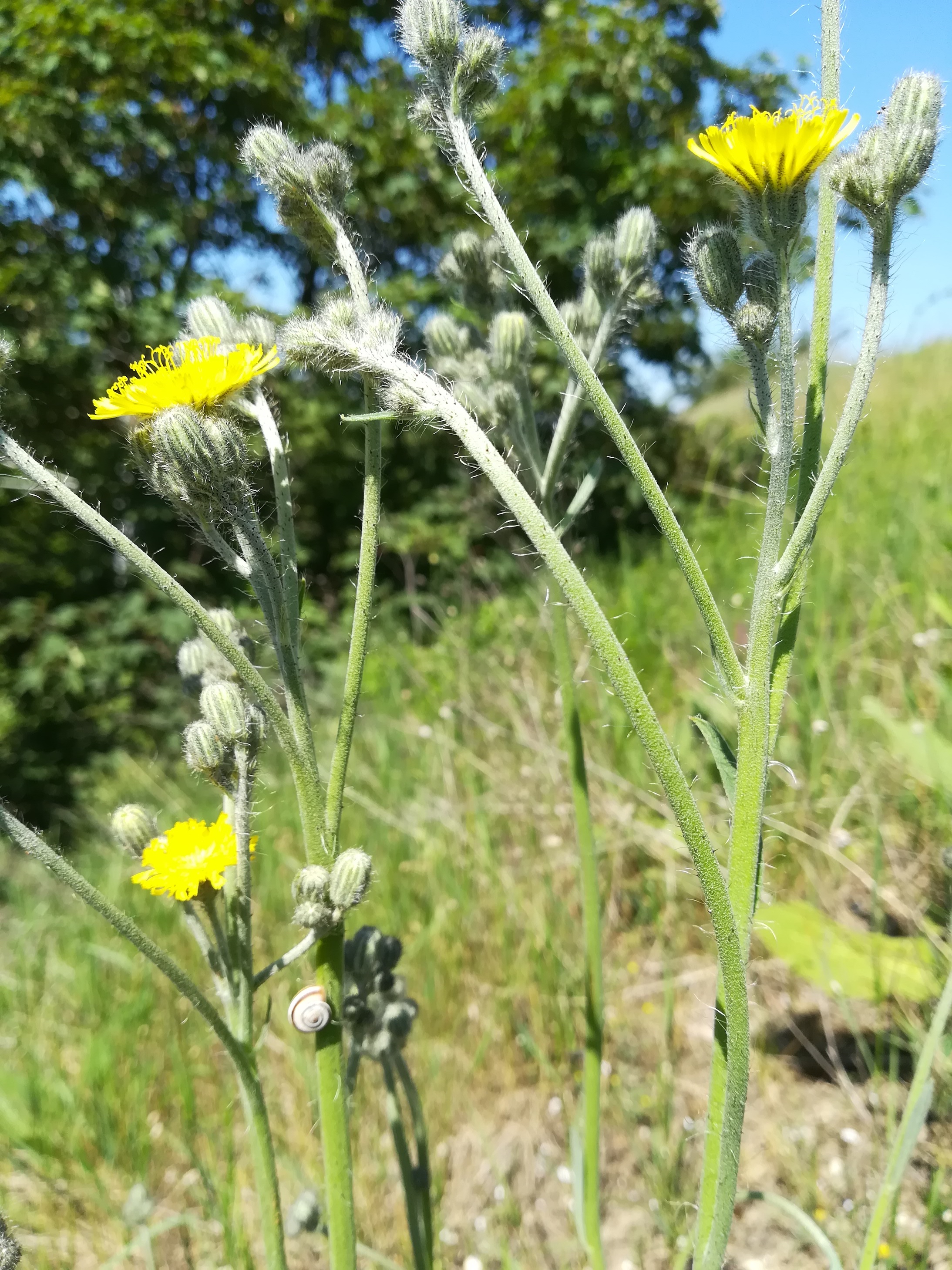 hieracium sp. W fischamend_20210603_102820.jpg