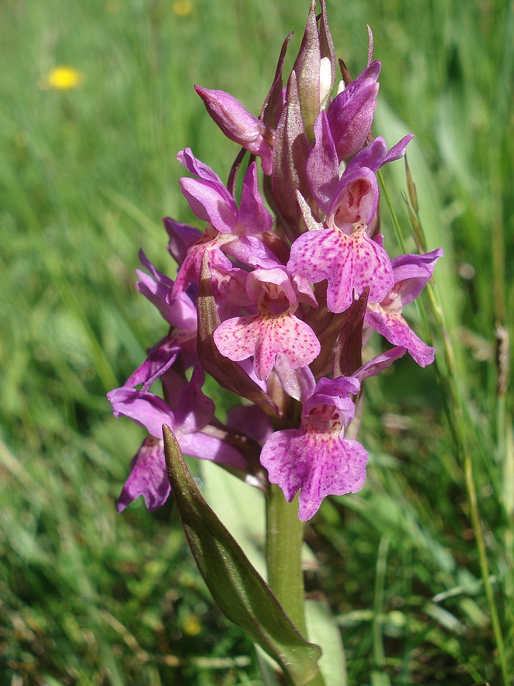 Dactylorhiza majalis x D. sambucina.St-Großstübing.3.Juni.2021.JPG