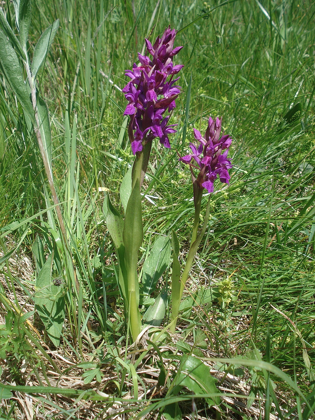 Dactylorhiza majalis x D. sambucina.St-Großstübing.3.Juni. 2021.JPG