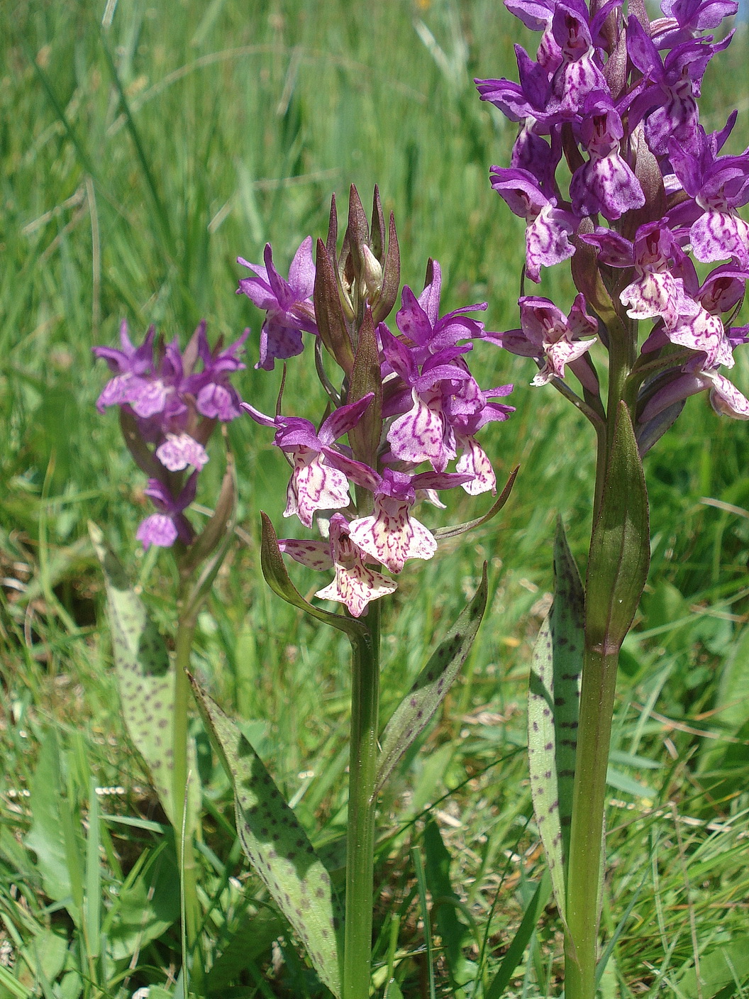 Dactylorhiza majalis x D. sambucina.St-Großstübing .3.Juni.2021.JPG