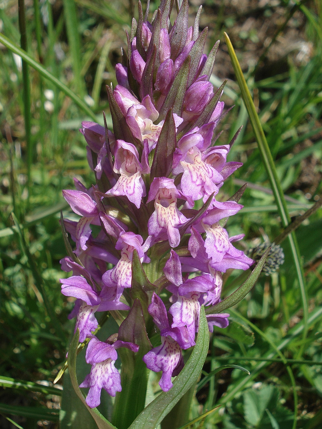 Dactylorhiza majalis x D. sambucina.St-Großstübing 3.Juni.2021.JPG