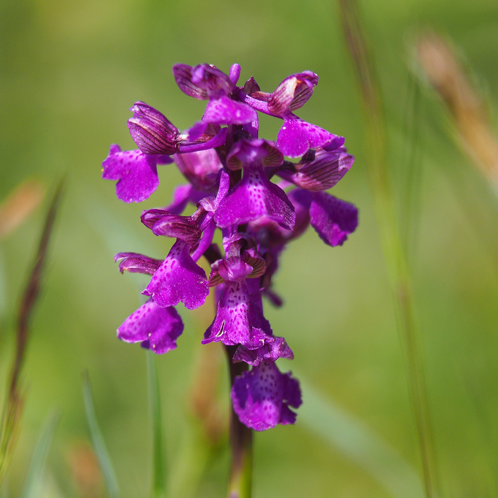 anacamptis morio_gschaidberg.jpg