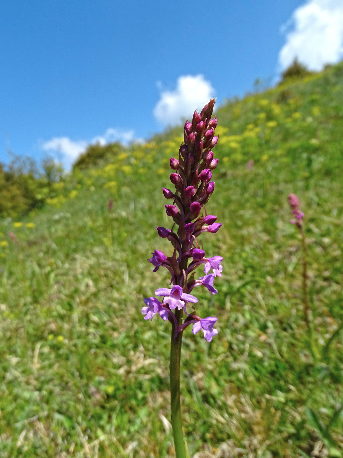 gymnadenia conopsea_gschaidberg2.jpg