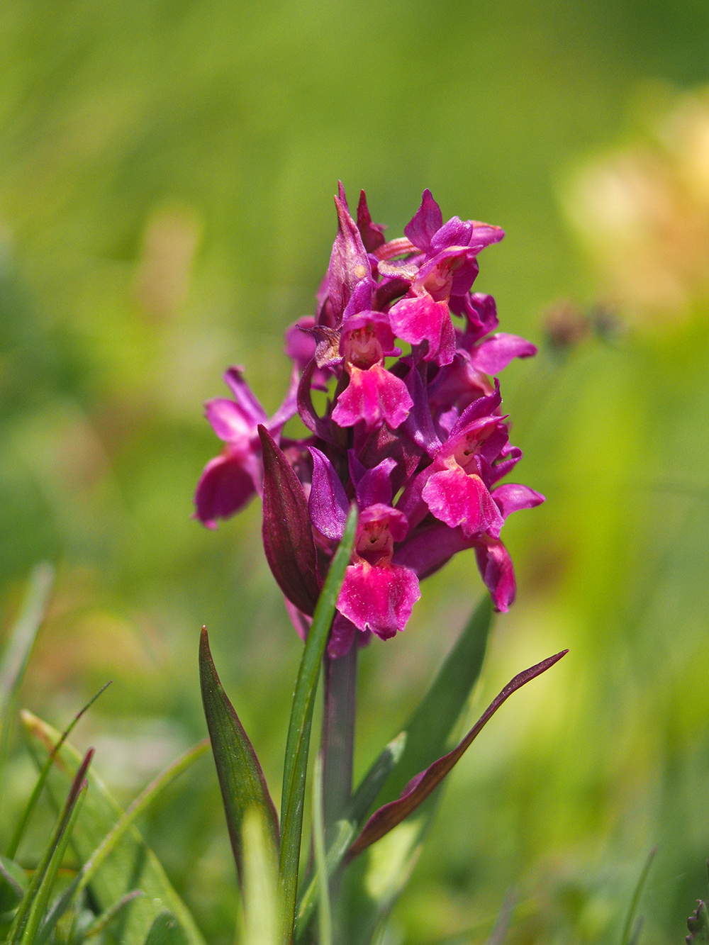 dactylorhiza sambucina_hubenhalt.jpg