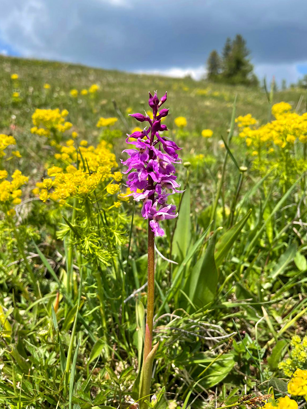 Orchis mascula subsp. speciosa .jpg