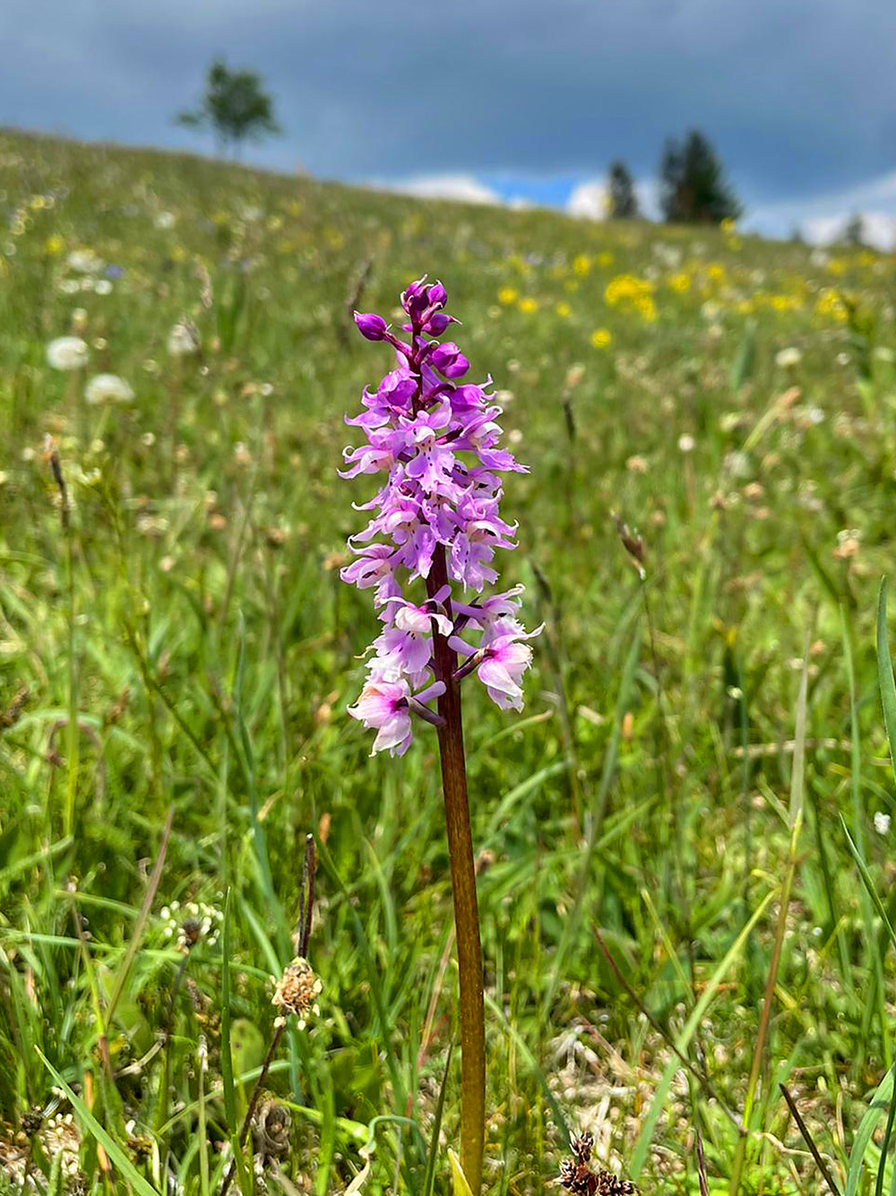 orchis mascula subsp. speciosa2 .jpg