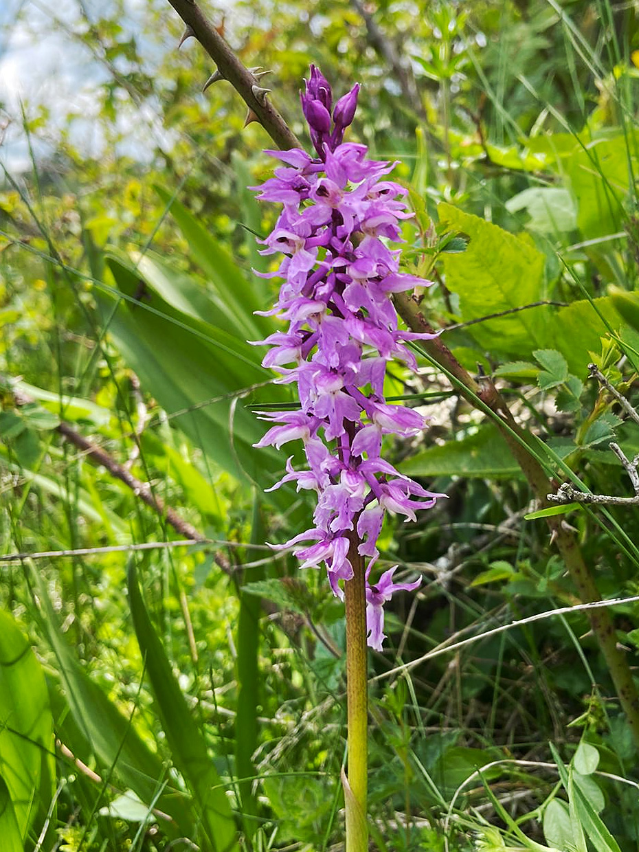 orchis mascula subsp. speciosa3 .jpg