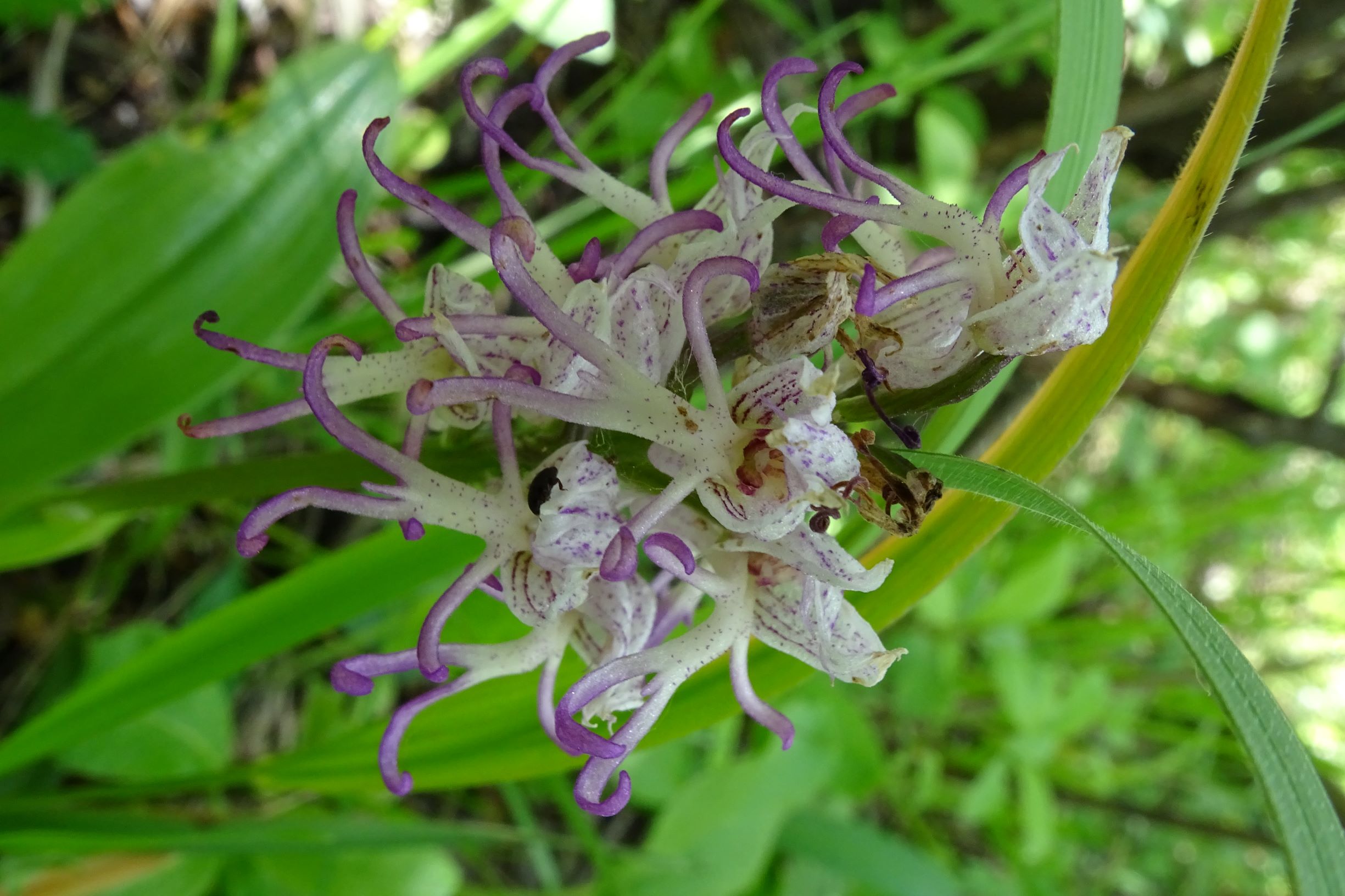 DSC09456 orchis simia, spitzerberg, 2021-06-01.JPG