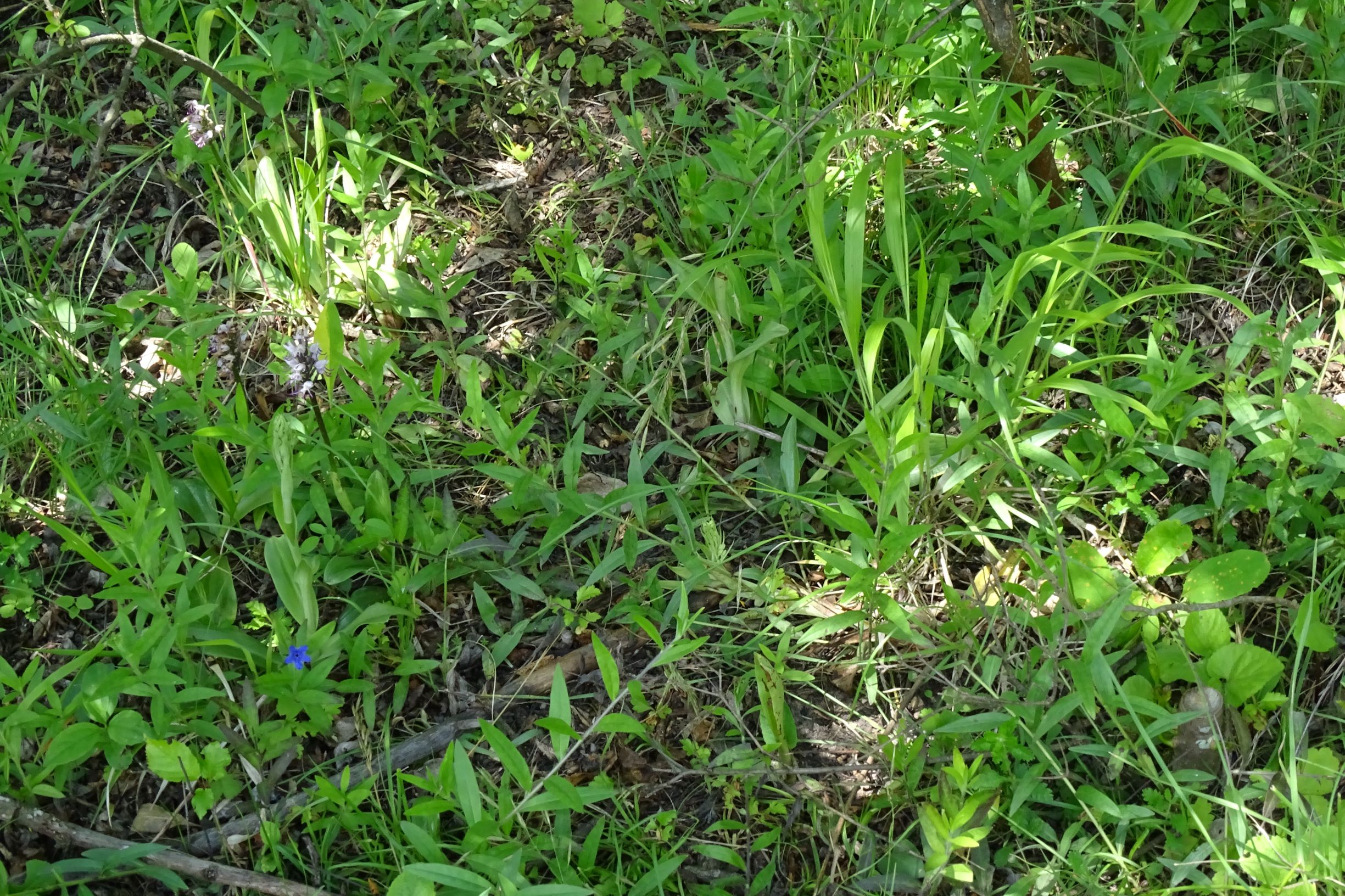 DSC09458 orchis simia, himantoglossum adriaticum, spitzerberg, 2021-06-01.JPG