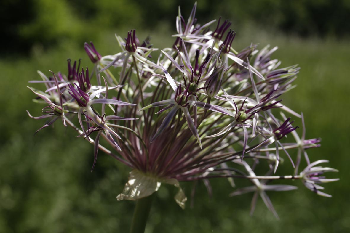allium cristophii 21-0075-01.jpg