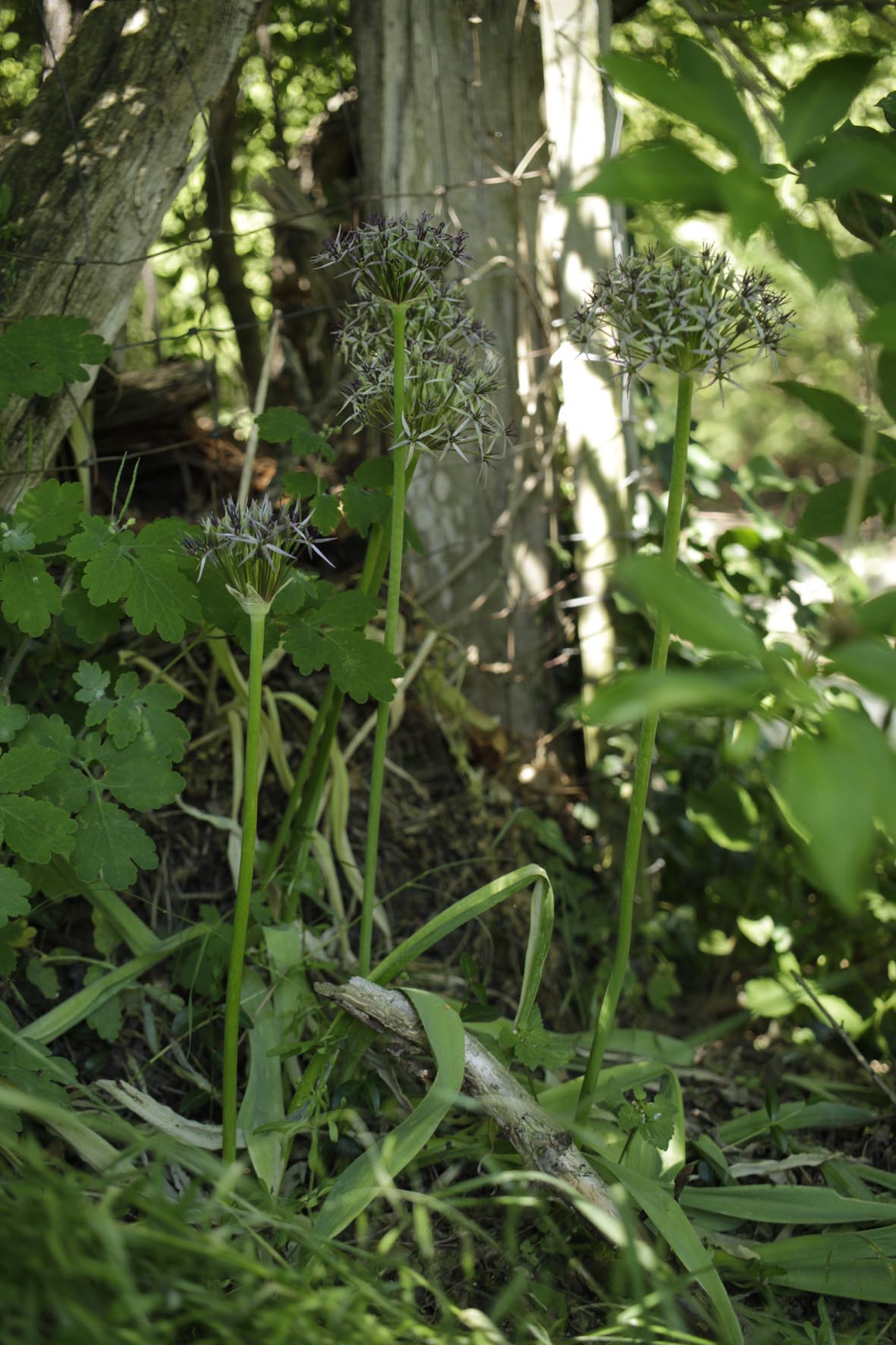 allium cristophii 21-0075-03.jpg
