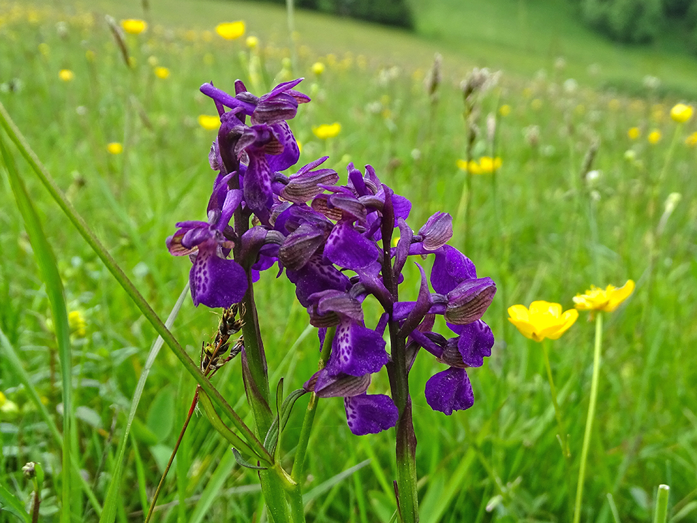 anacamptis morio_plesch.jpg