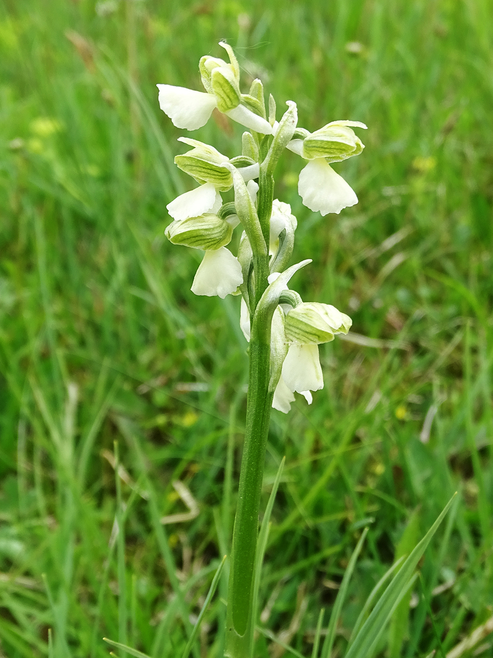 anacamptis morio w_plesch.jpg