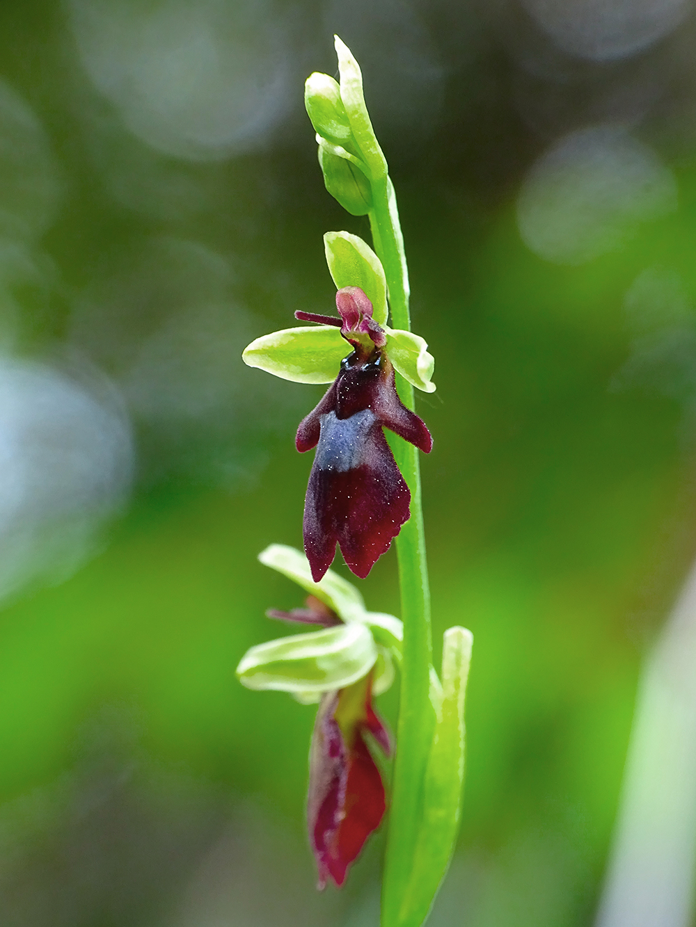 ophrys insectifera1_plesch.jpg