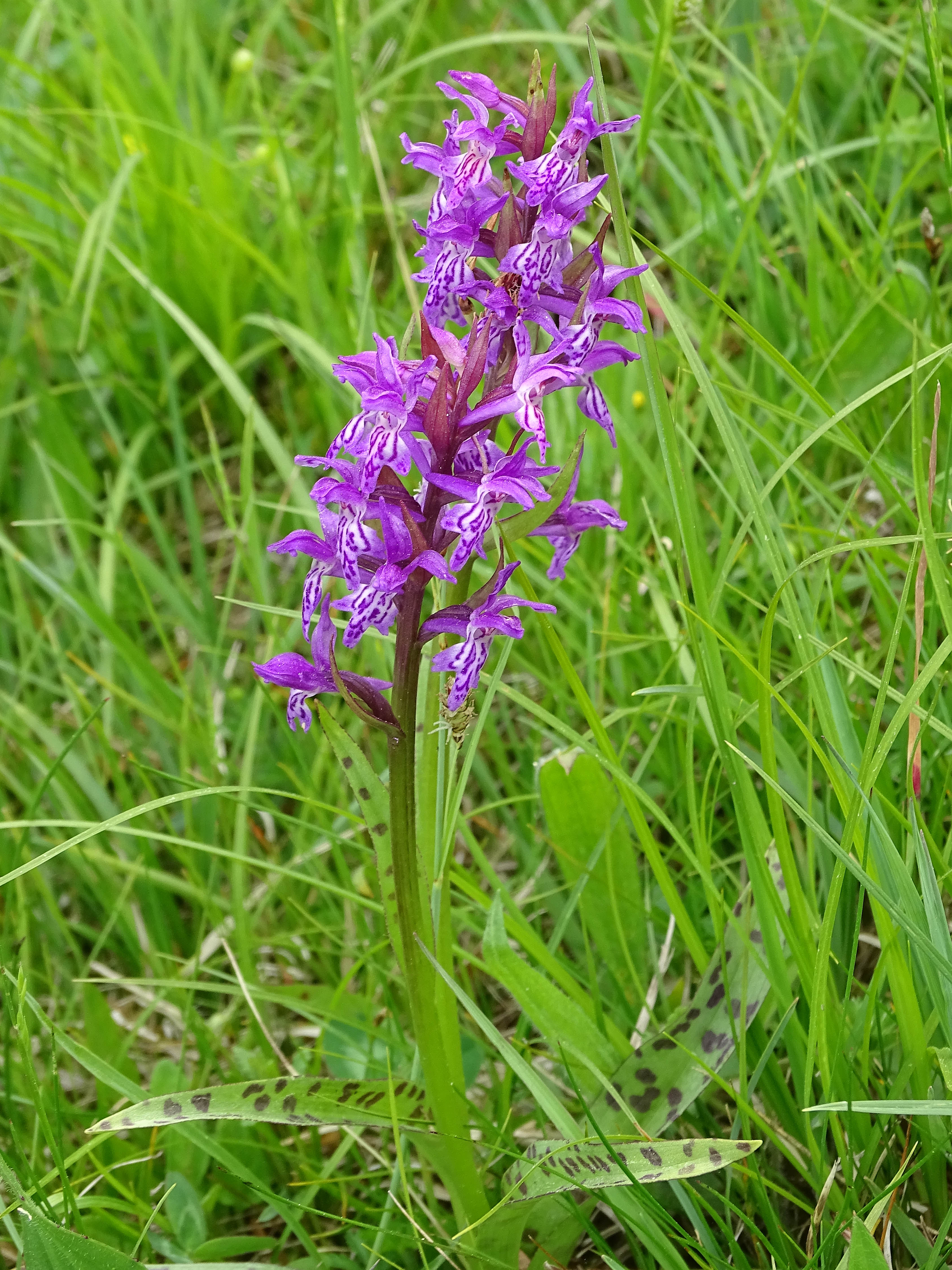 dactylorhiza_plesch.jpg