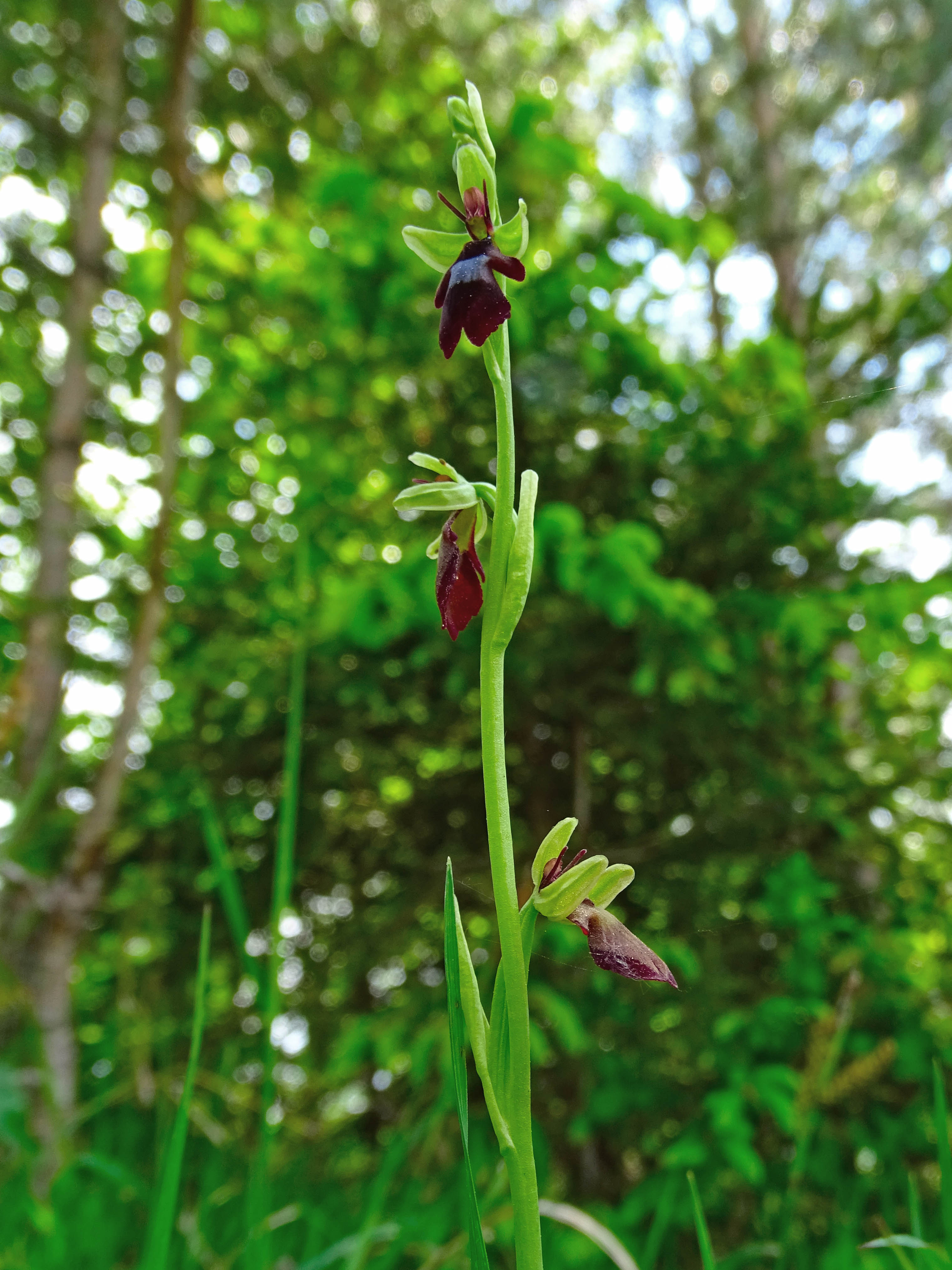 ophrys insectifera_plesch.jpg