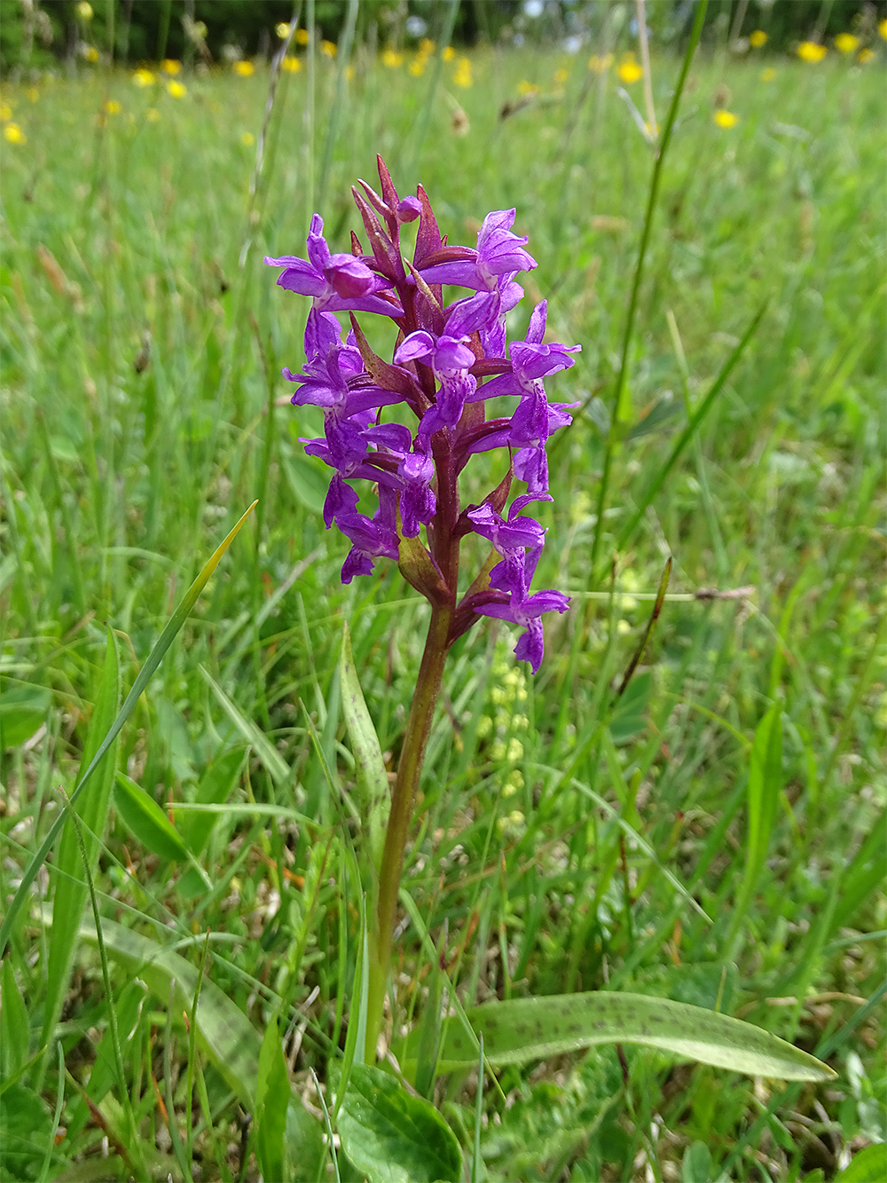 dactylorhiza_plesch2.jpg