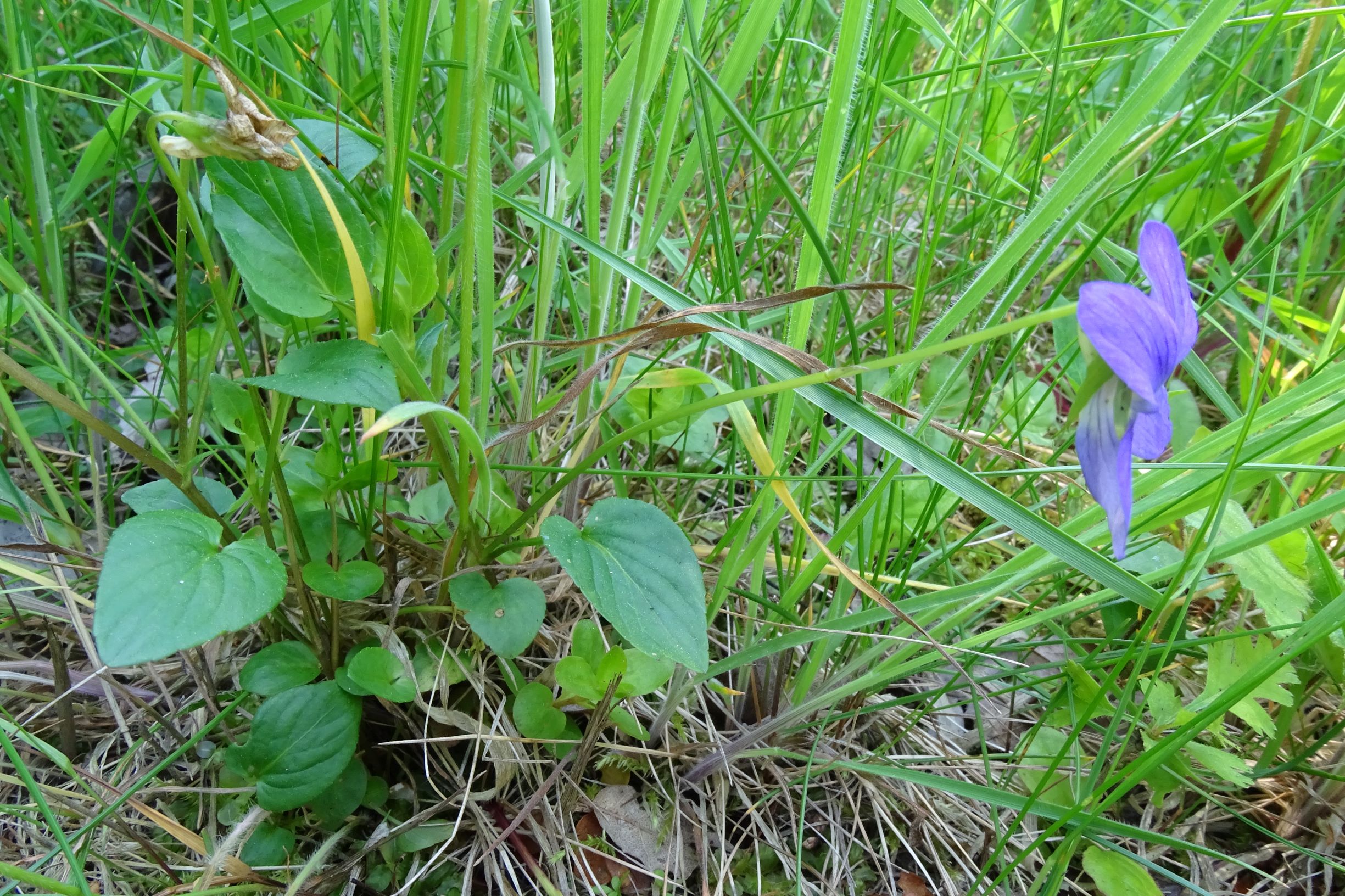 DSC09774 leithagebirge breitenbrunn, hoadl, 2002-06-05, viola sp..JPG