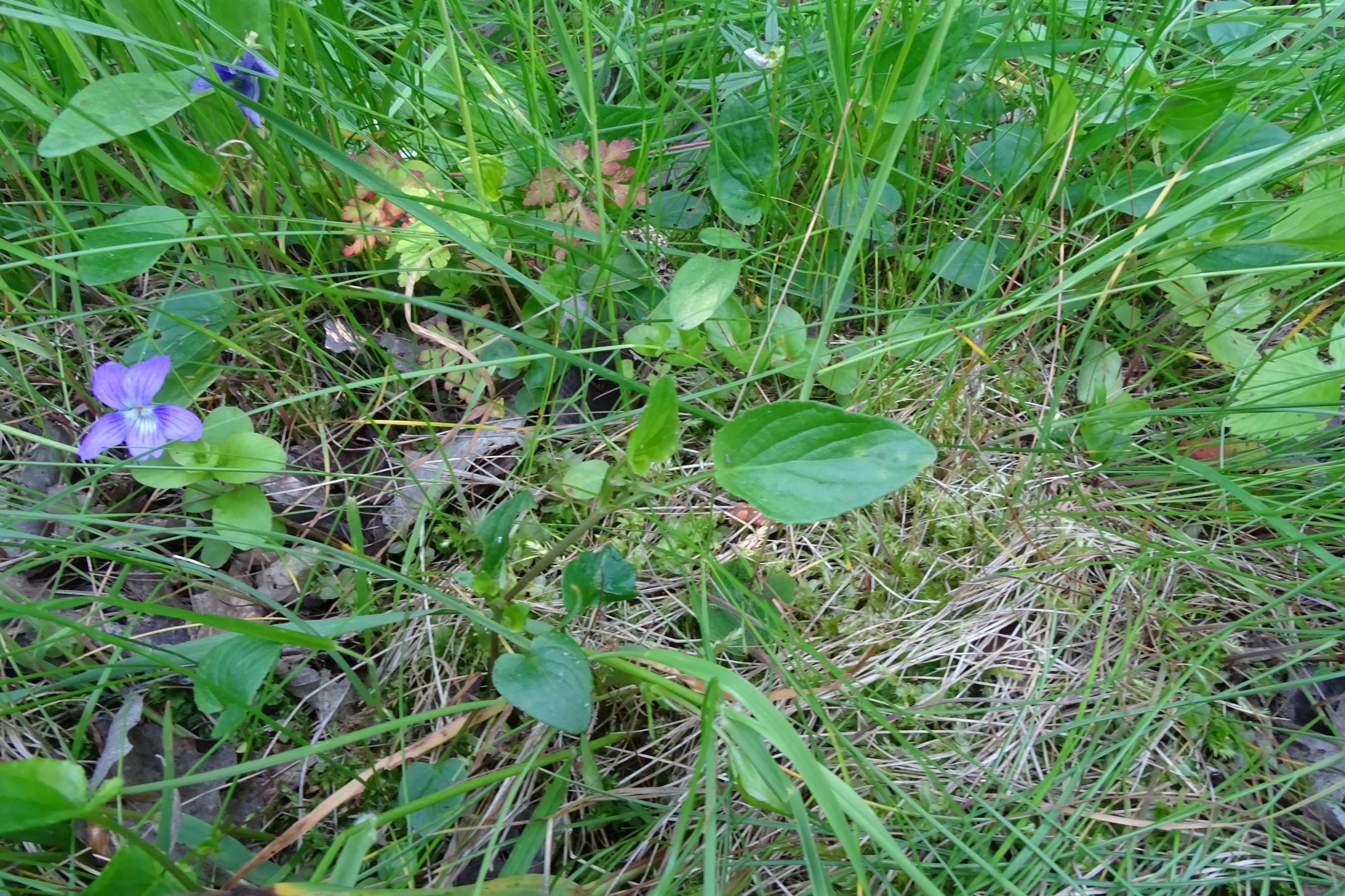 DSC09779 leithagebirge breitenbrunn, hoadl, 2002-06-05, viola sp..JPG