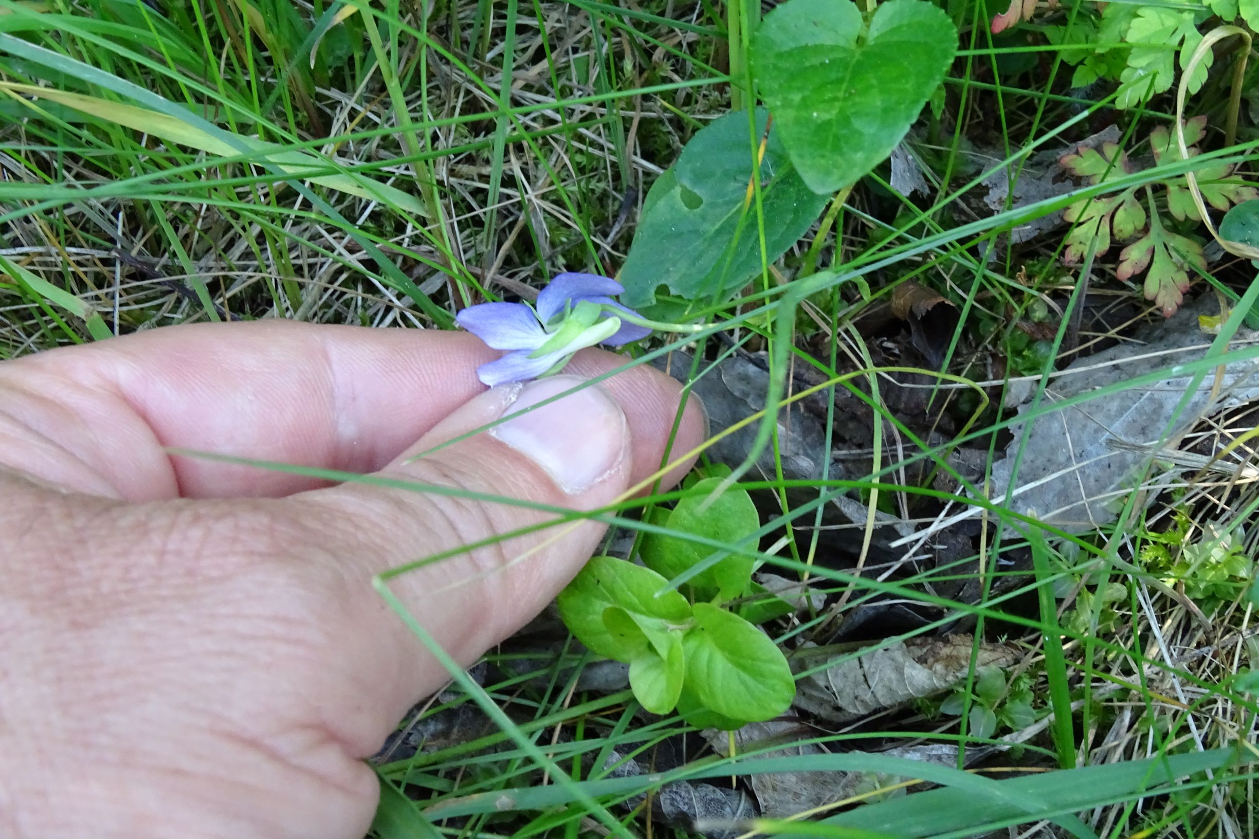 DSC09781 leithagebirge breitenbrunn, hoadl, 2002-06-05, viola sp..JPG