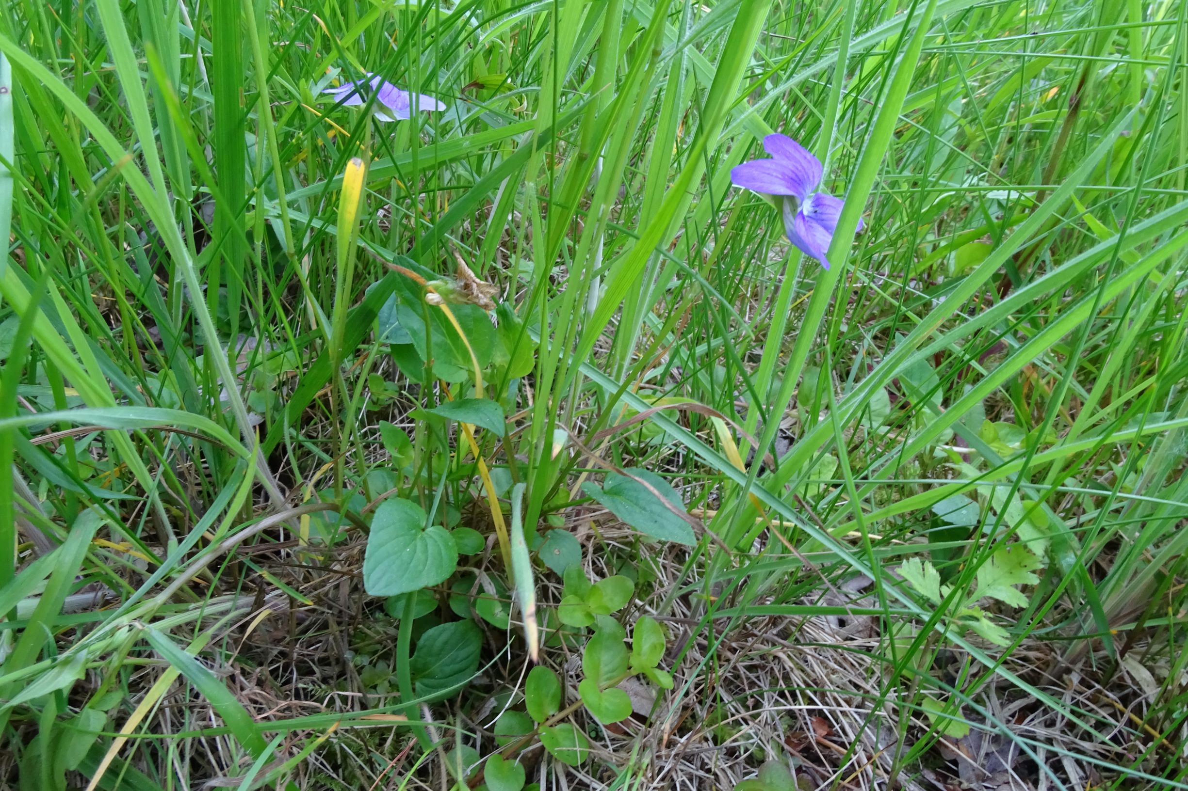 DSC09755 leithagebirge breitenbrunn, hoadl, 2002-06-05, viola sp..JPG