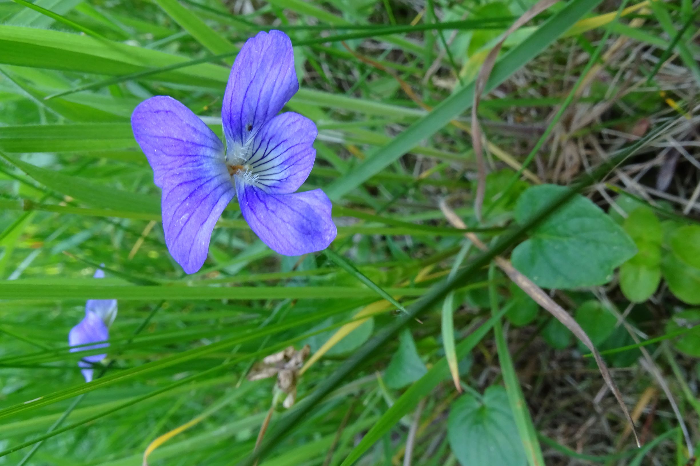 DSC09758 leithagebirge breitenbrunn, hoadl, 2002-06-05, viola sp..JPG