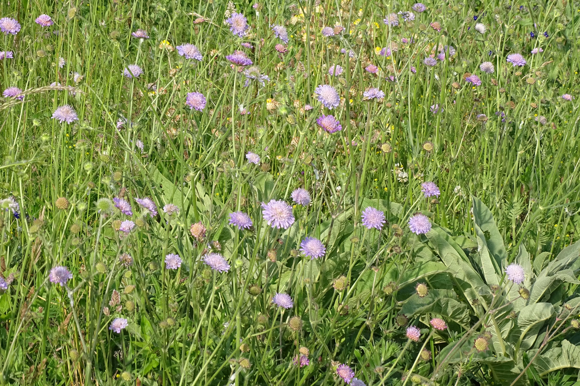 DSC09824 leithagebirge breitenbrunn, hoadl, 2002-06-05, knautia arvensis (cf. subsp. arvensis).JPG