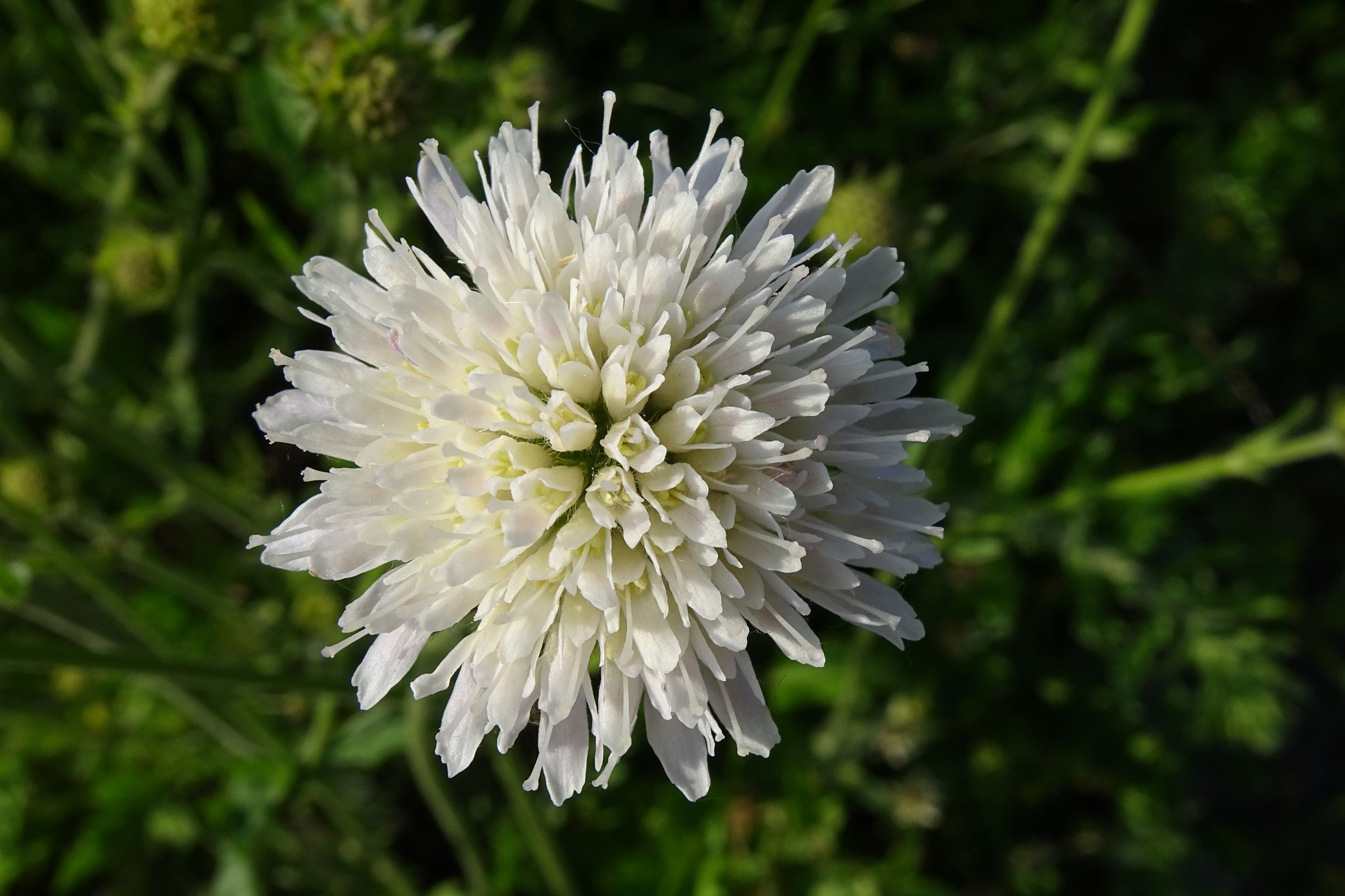 DSC09821 leithagebirge breitenbrunn, hoadl, 2002-06-05, knautia arvensis agg..JPG