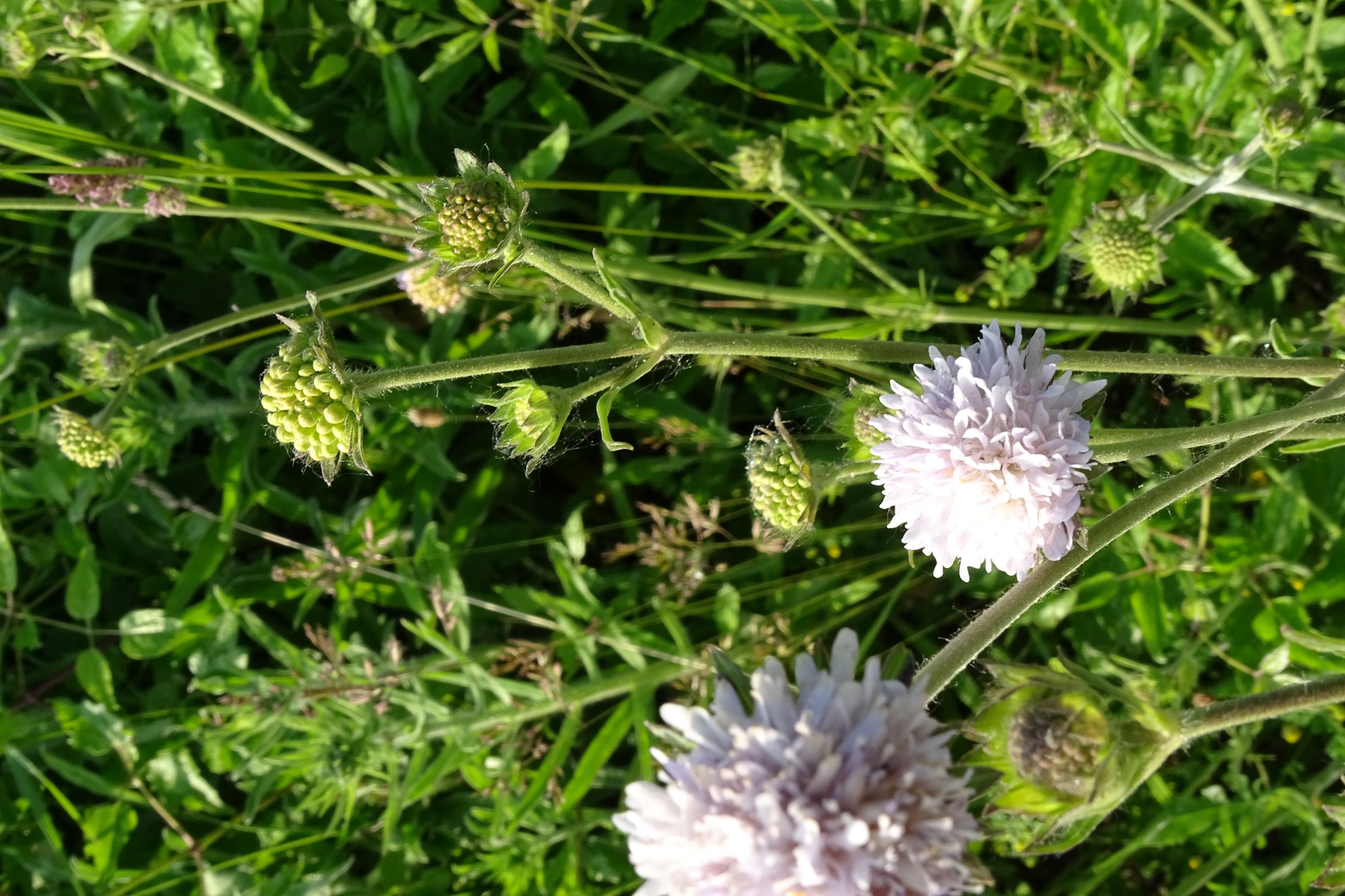 DSC09822 leithagebirge breitenbrunn, hoadl, 2002-06-05, knautia arvensis agg..JPG