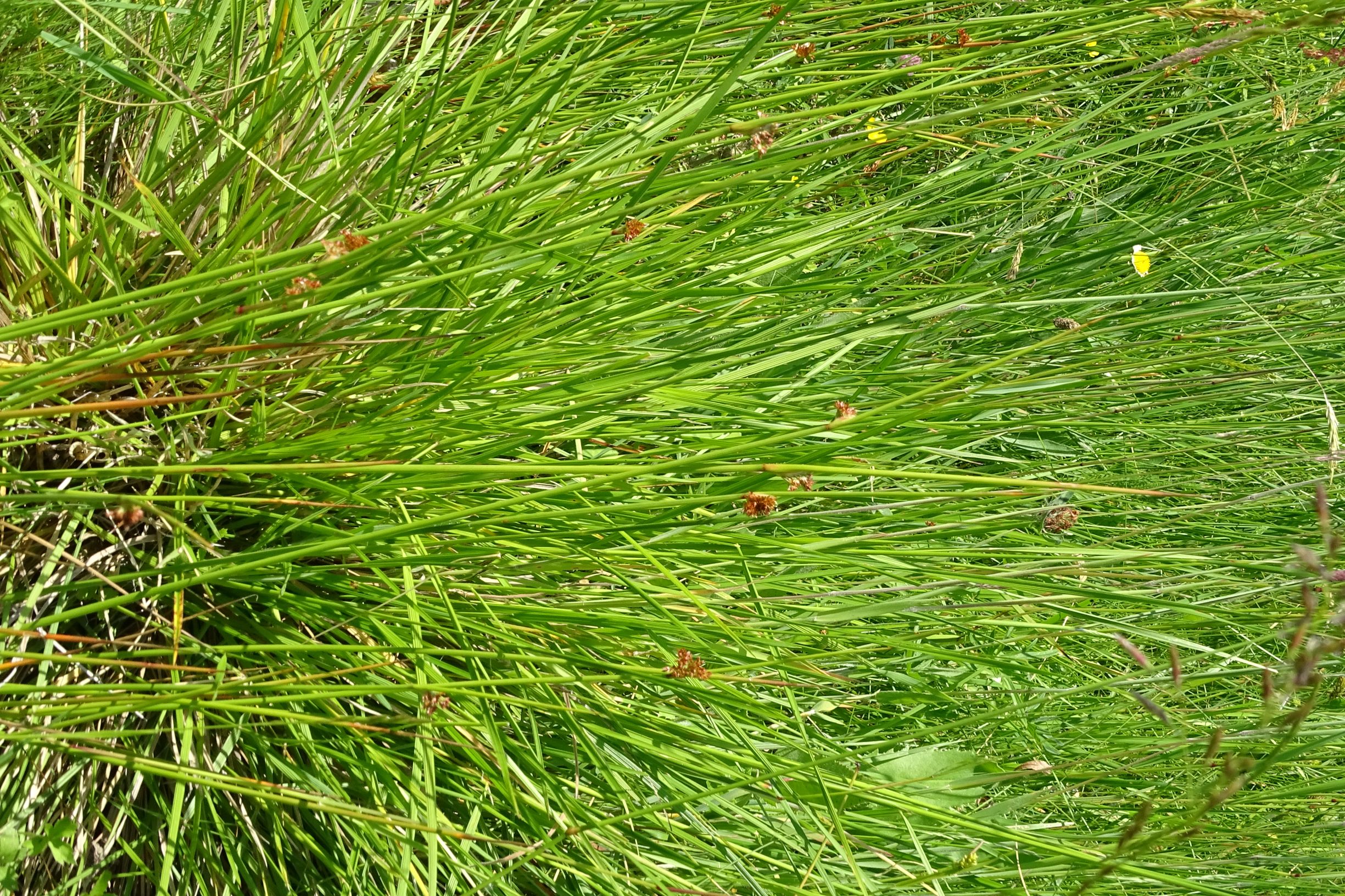 DSC09785 leithagebirge breitenbrunn, hoadl, 2002-06-05, juncus conglomeratus.JPG