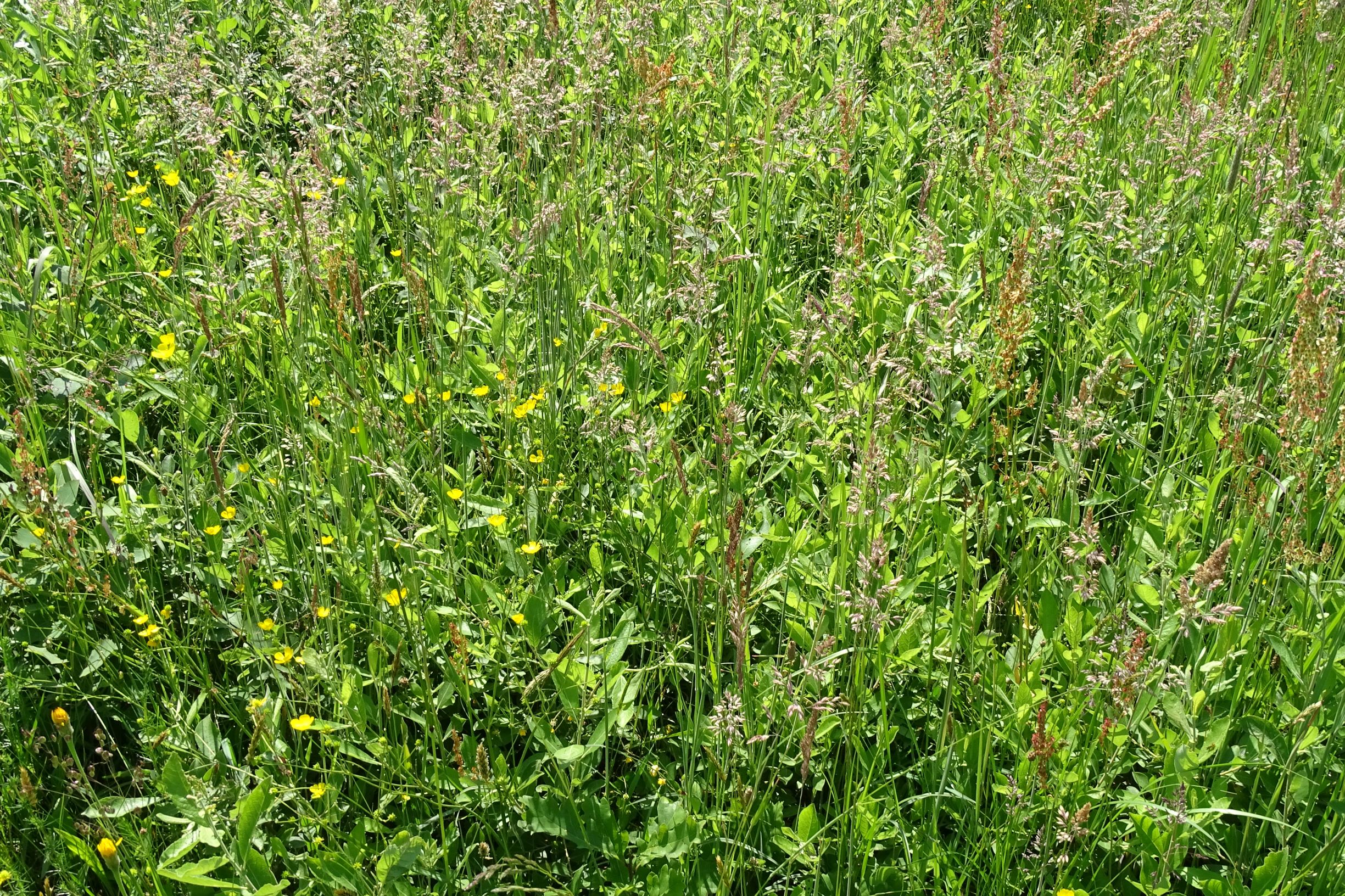 DSC09782 leithagebirge breitenbrunn, hoadl, 2002-06-05, salix cinerea, holcus lanatus, ranunculus a. acris, rumex acetosa.JPG