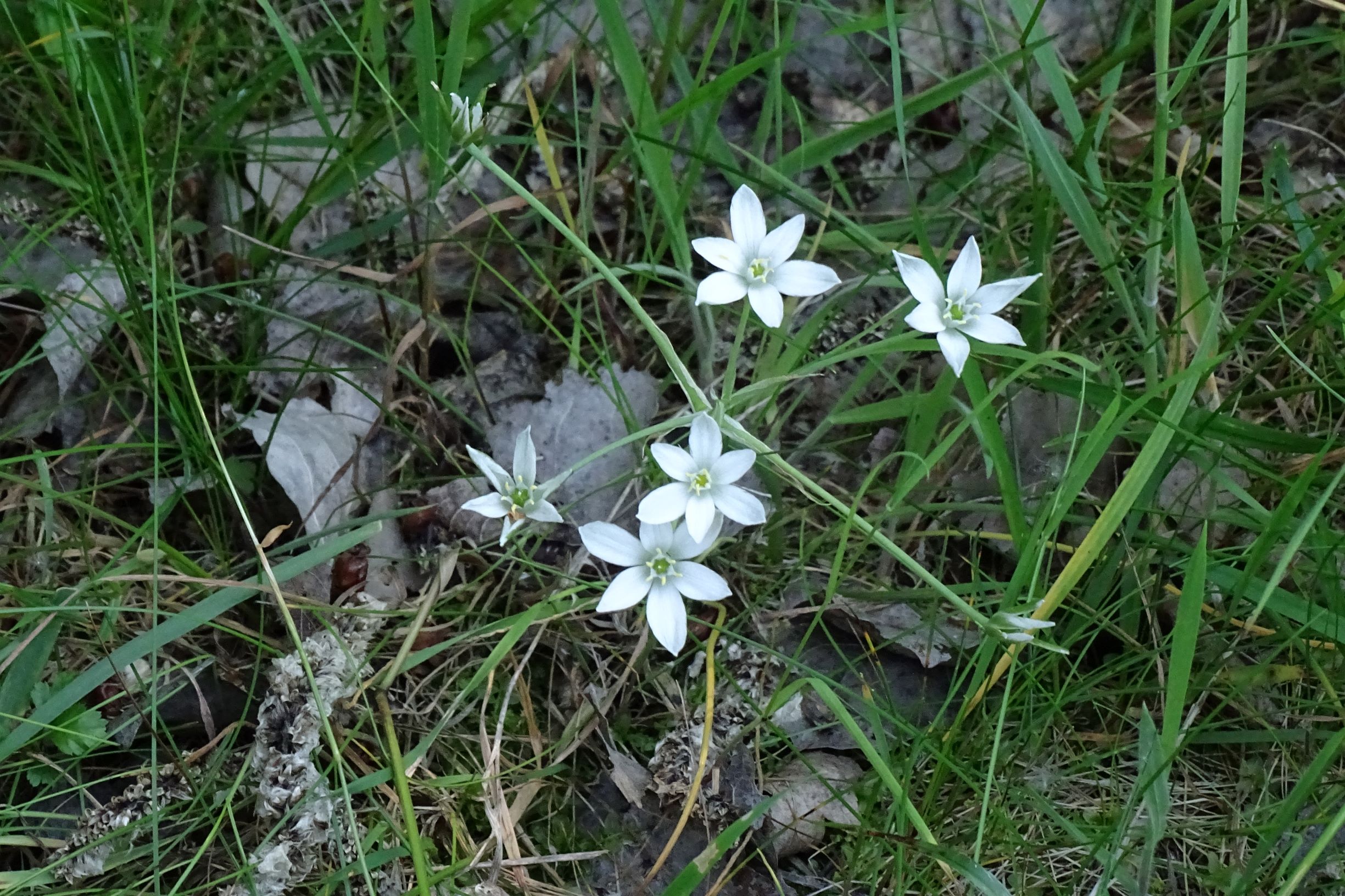 DSC09748 leithagebirge breitenbrunn, hoadl, 2002-06-05, ornithogalum kochii, im schatten nachzügler und spreizend blühend.JPG