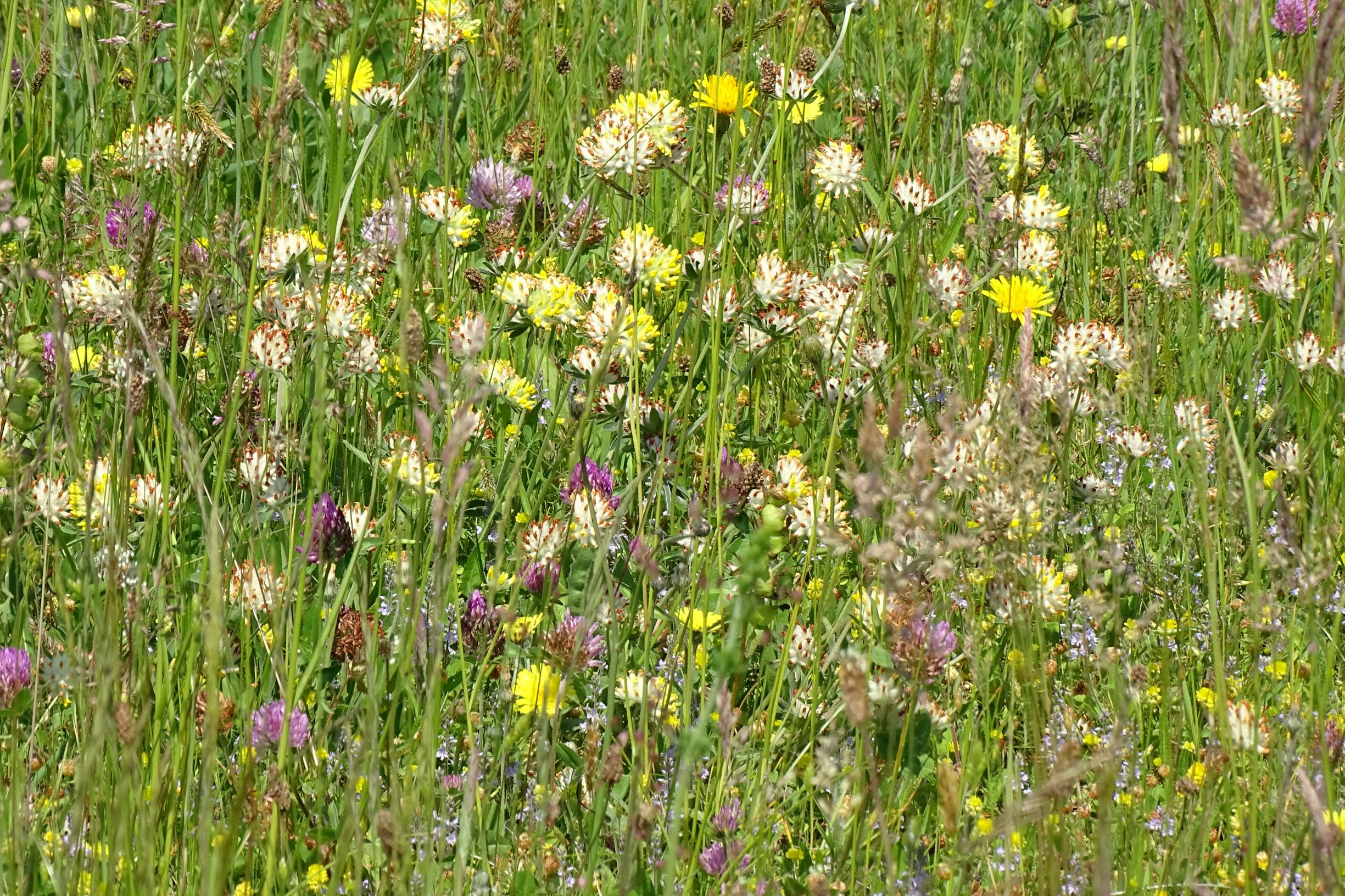 DSC09735 leithagebirge breitenbrunn, hoadl, 2002-06-05, anthyllis vulneraria cf. polyphylla etc.JPG