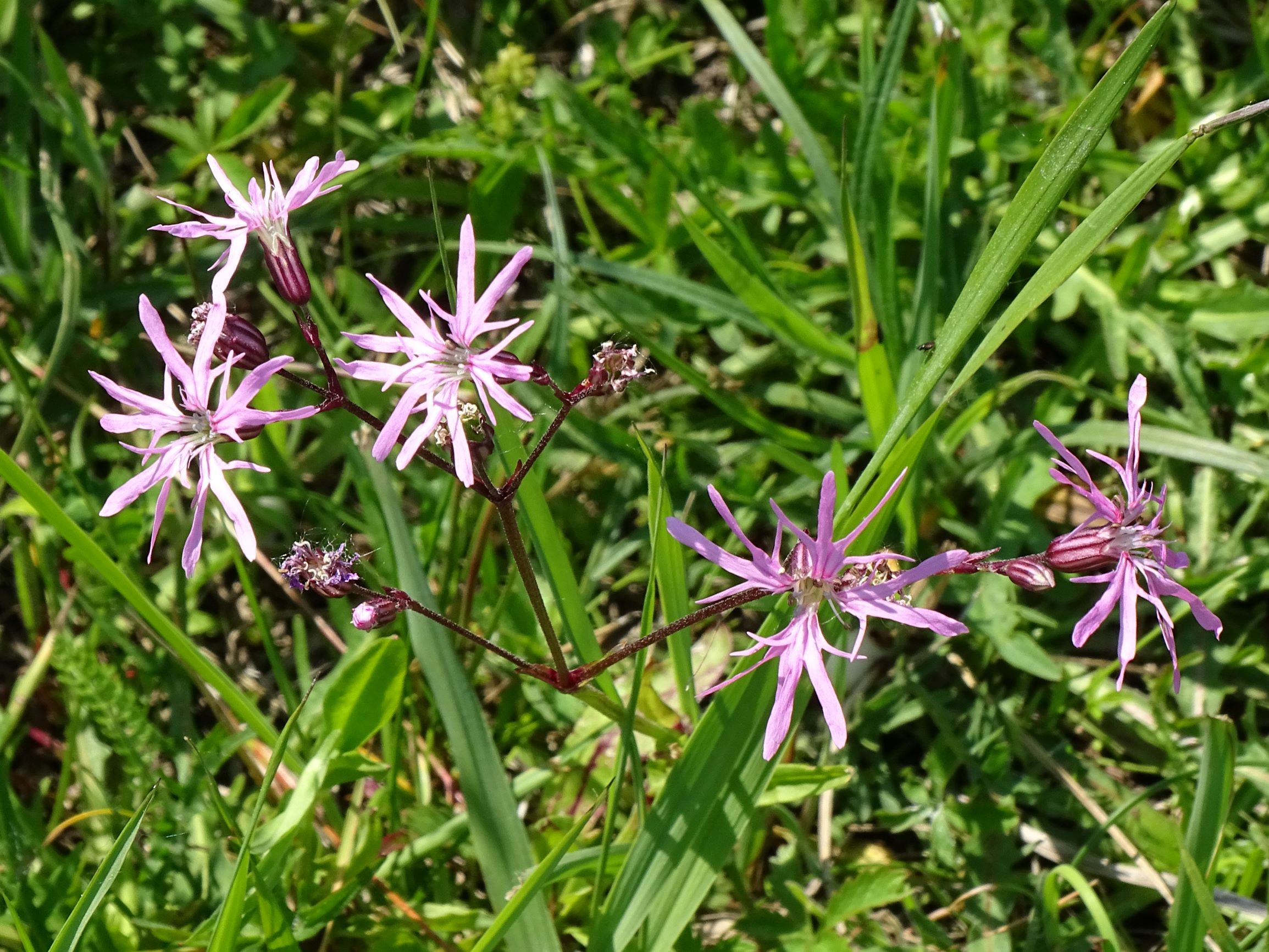 DSC09732 (2) leithagebirge breitenbrunn, hoadl, 2002-06-05, lychnis flos-cuculi.JPG