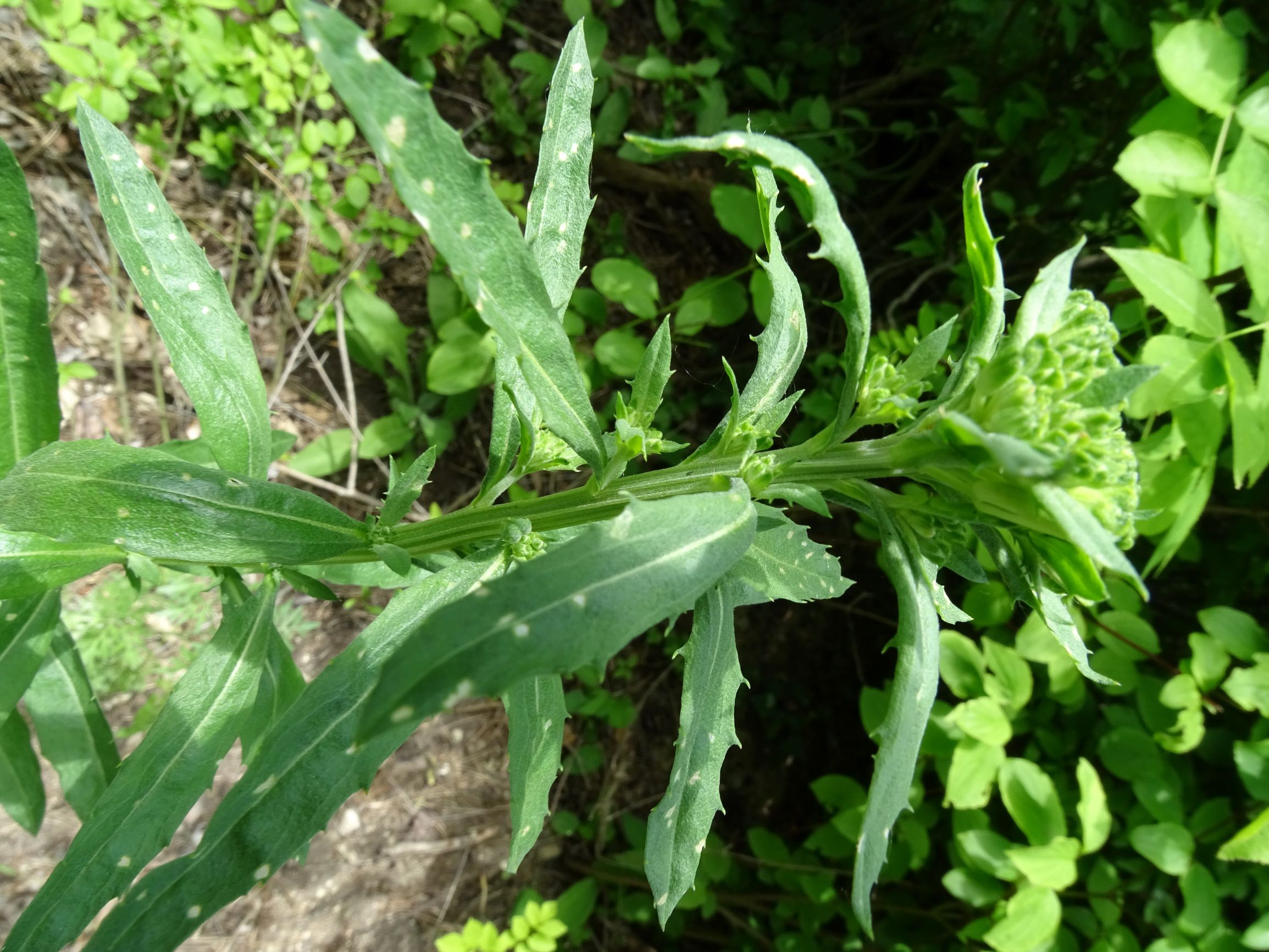 DSC09647 leithagebirge breitenbrunn, 2002-06-05, erysimum sp..JPG