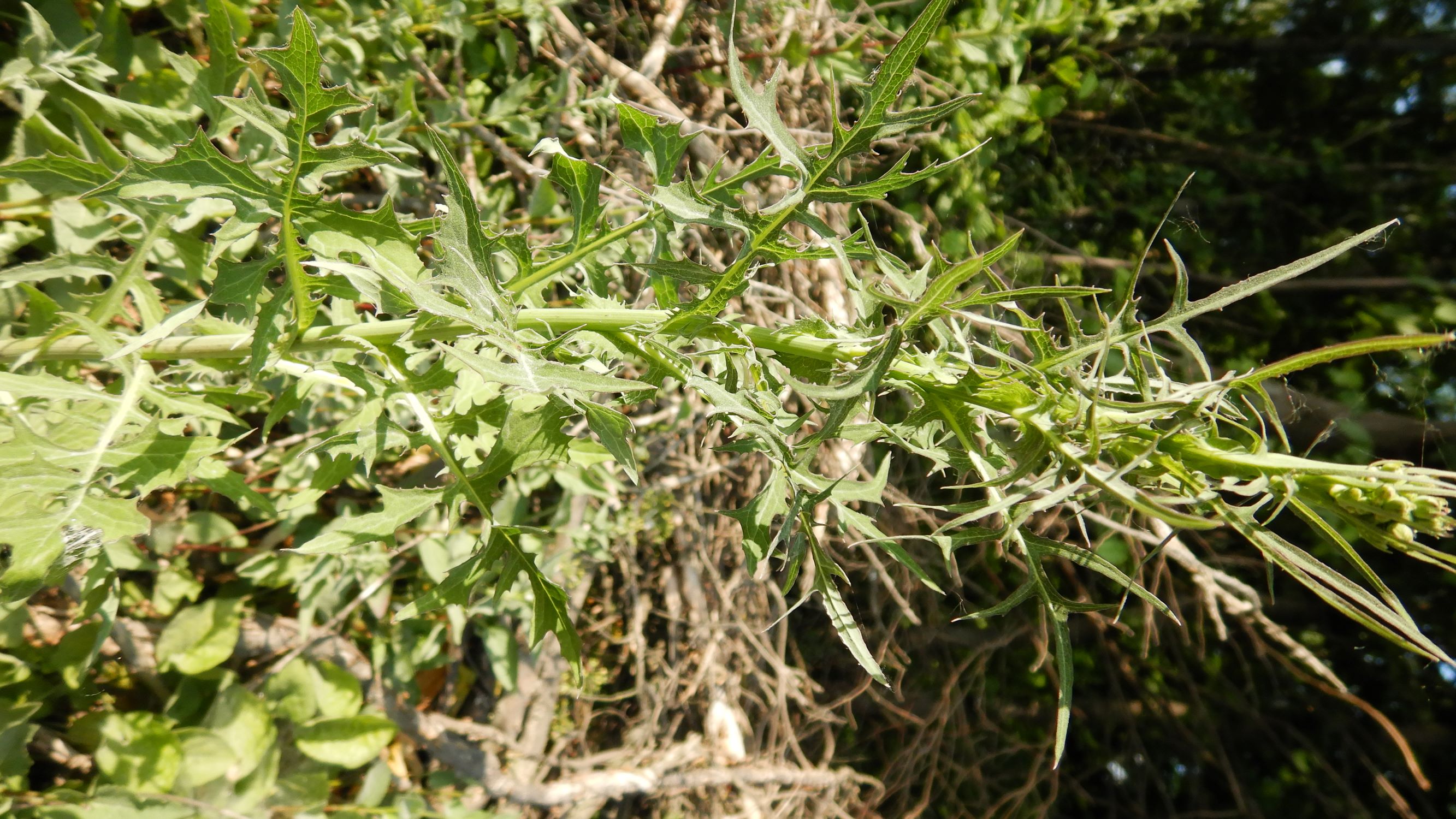 DSCN7101 leithagebirge breitenbrunn, hoadl, 2002-06-05, lactuca quercina.JPG