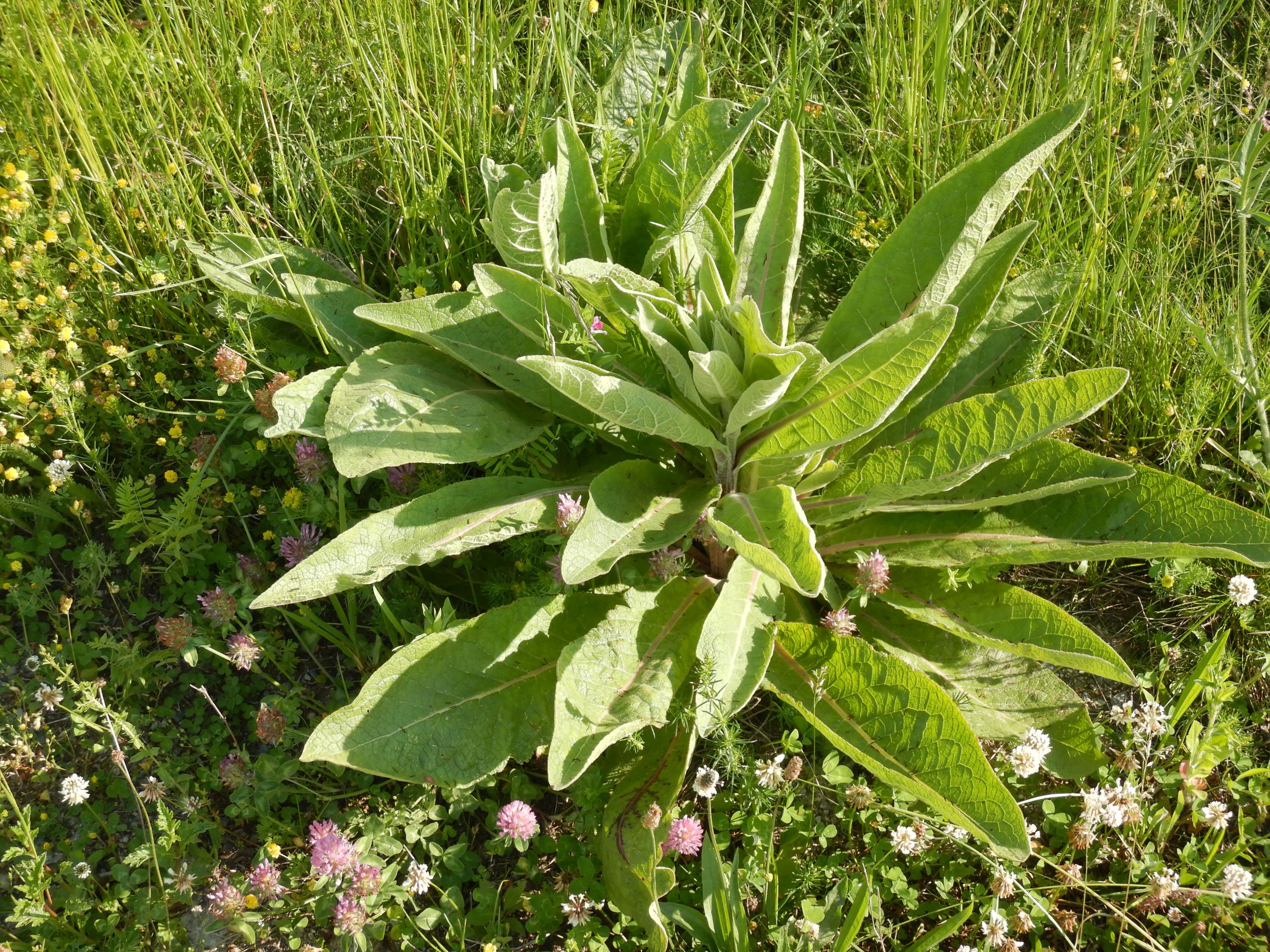 DSCN7067 leithagebirge breitenbrunn, hoadl, 2002-06-05, verbascum cf. chaixii austriacum x speciosum.JPG