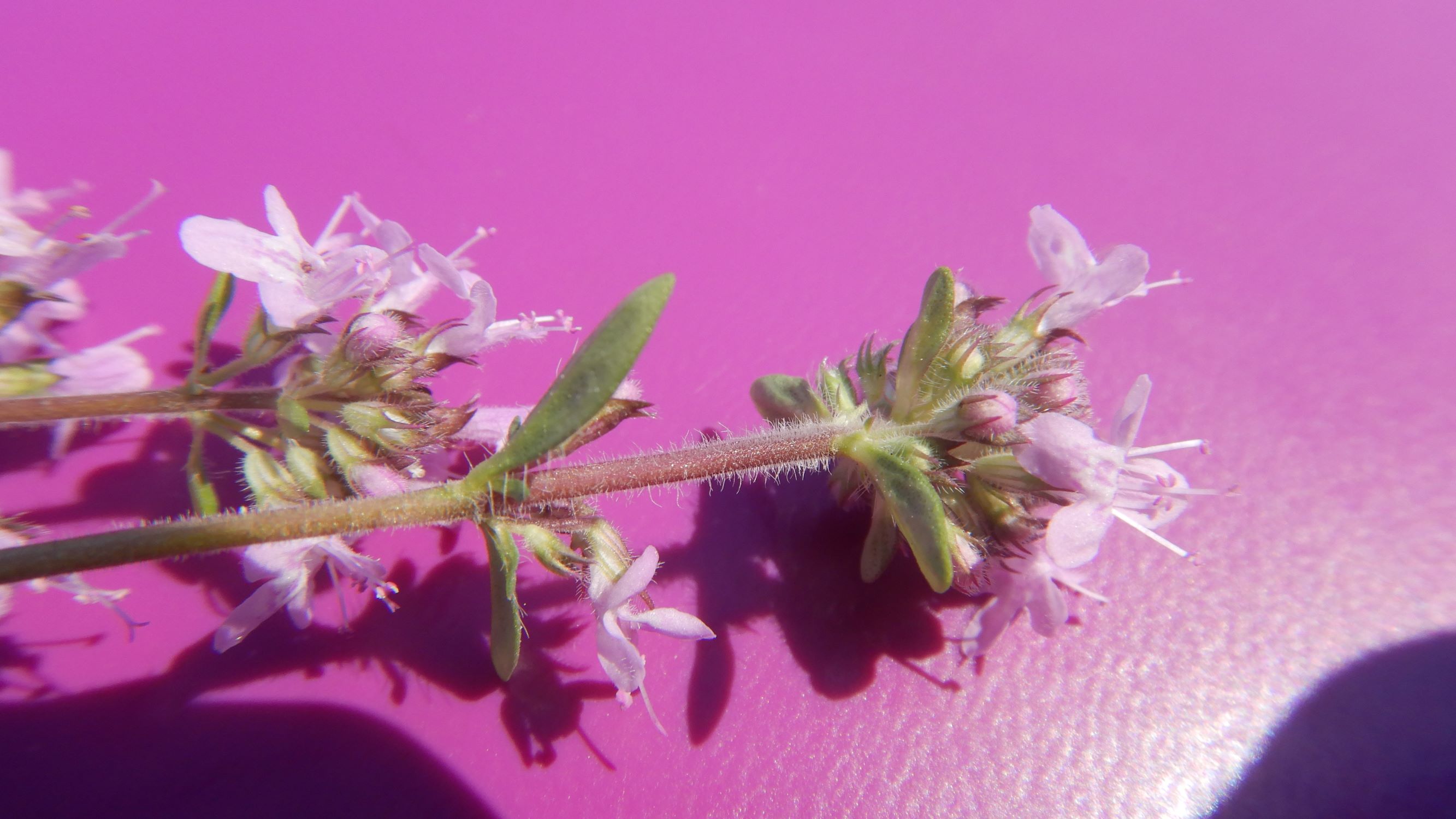 DSCN6981 leithagebirge breitenbrunn, hoadl, 2002-06-05, thymus pannonicus agg..JPG