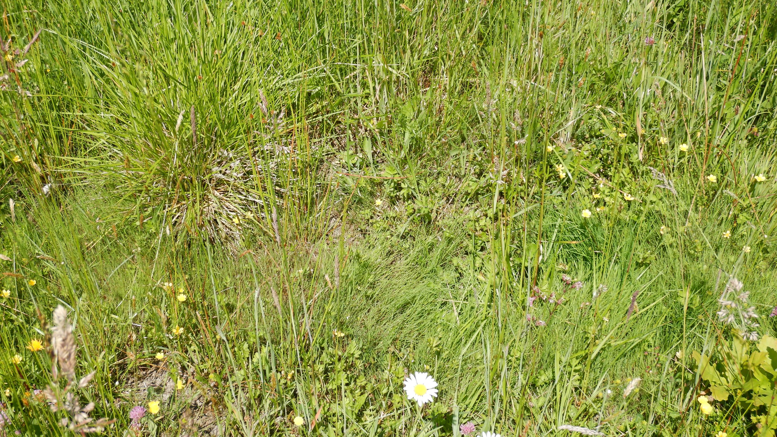 DSCN6952 leithagebirge breitenbrunn, hoadl, 2002-06-05, wechselfeuchtstelle mit agrostis canina, juncus conglomeratus, deschampsia cespitosa und ranunculus repens.JPG