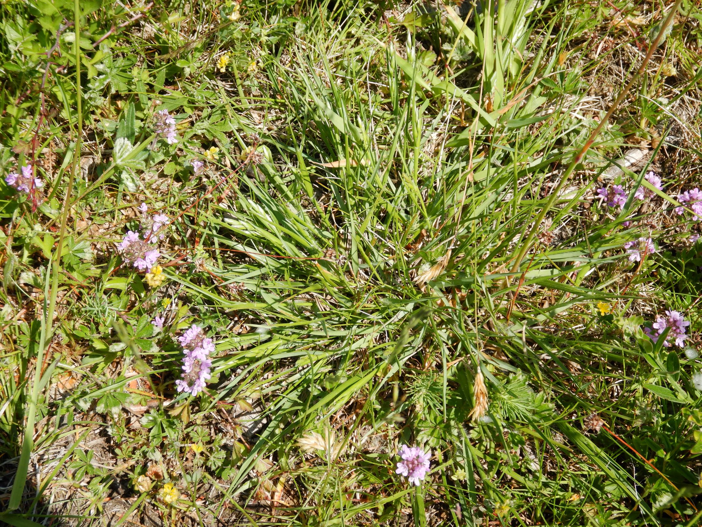 DSCN6898 leithagebirge breitenbrunn, hoadl, 2002-06-05, danthonia decumbens, thymus pannonicus agg., potentilla verna agg. etc.JPG