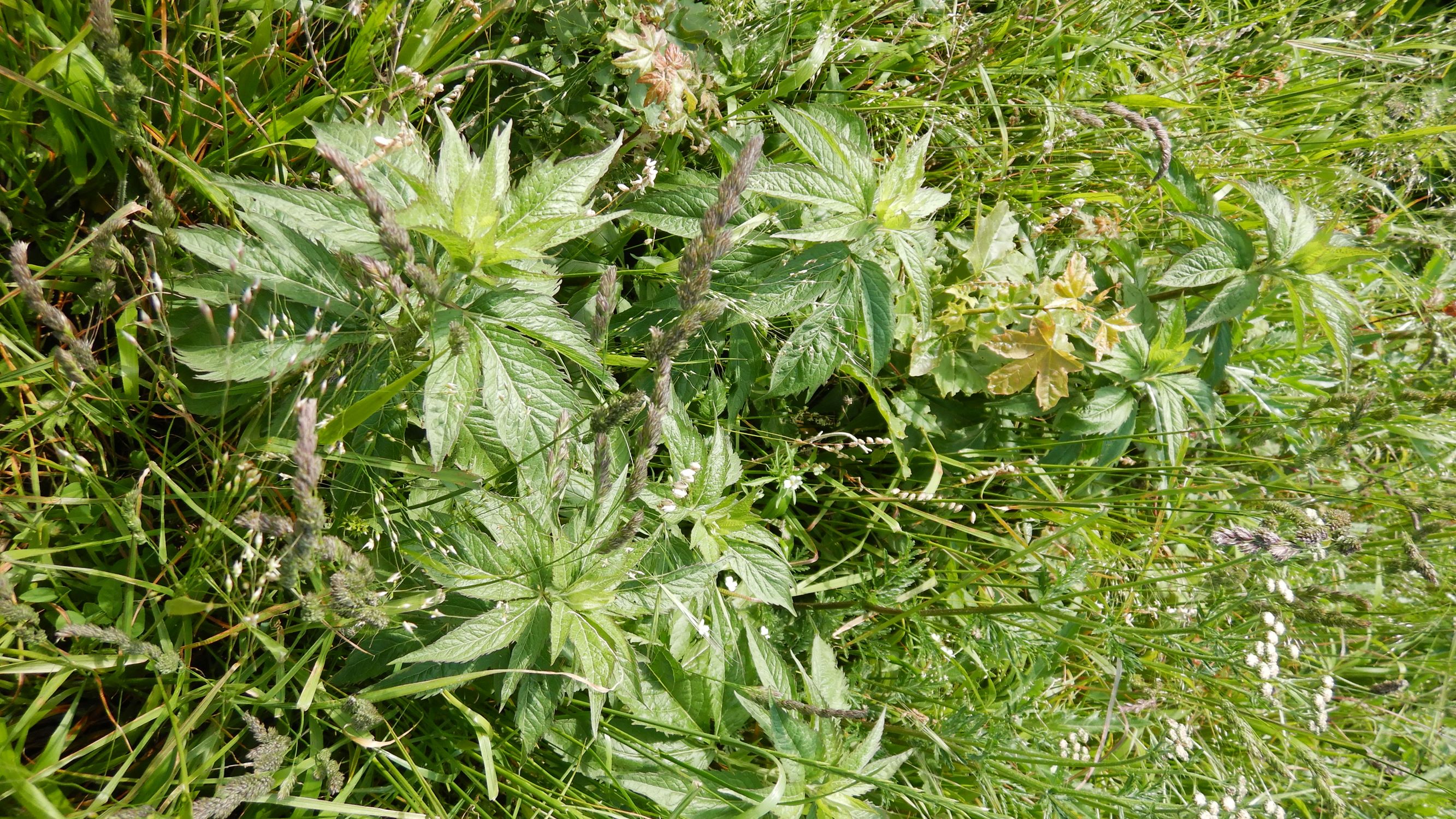 DSCN6838 leithagebirge breitenbrunn, 2002-06-05, eupatorium cannabinum, dactylis polygama etc.JPG