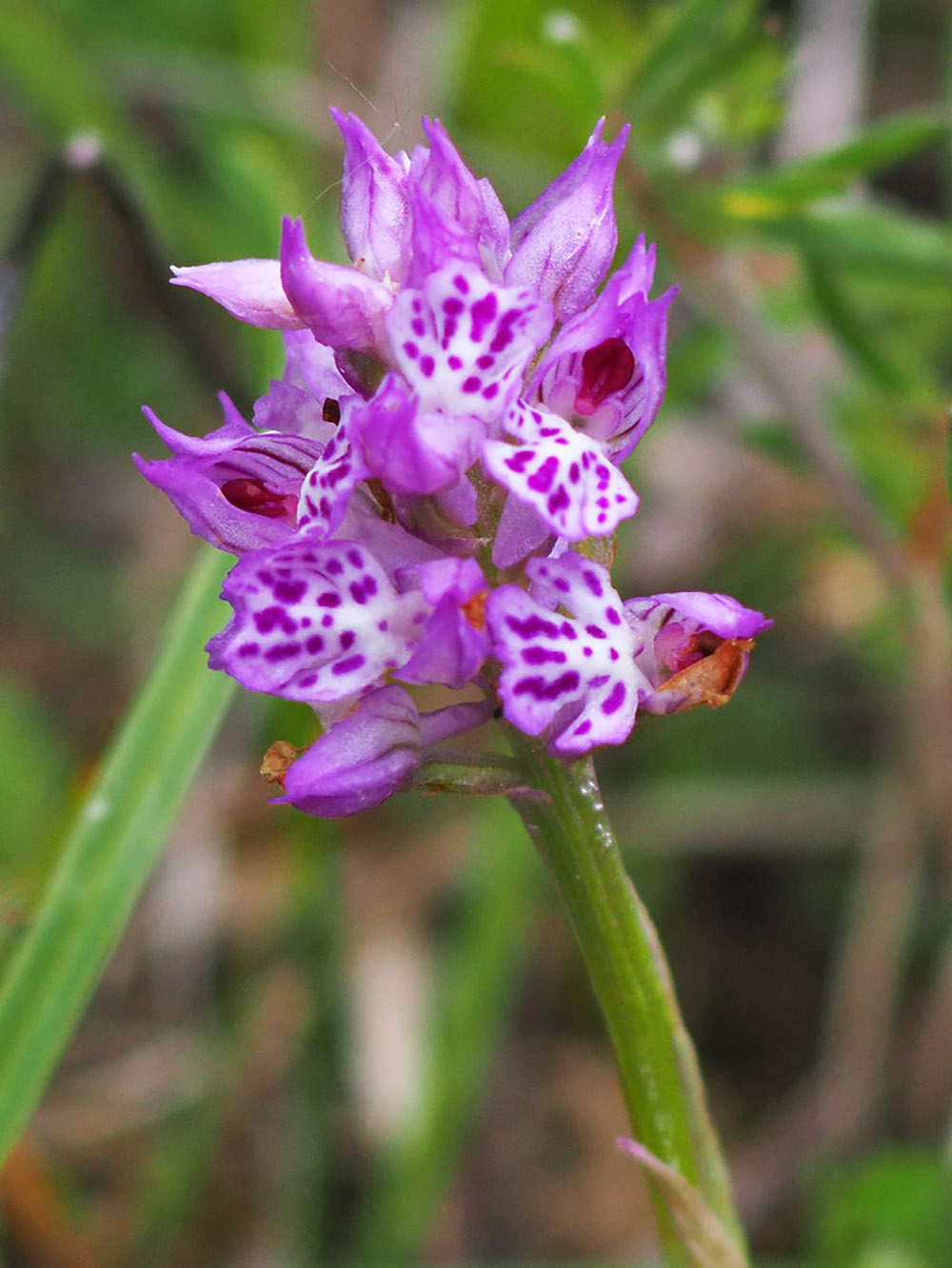 neotinea tridentata_plesch21b.jpg