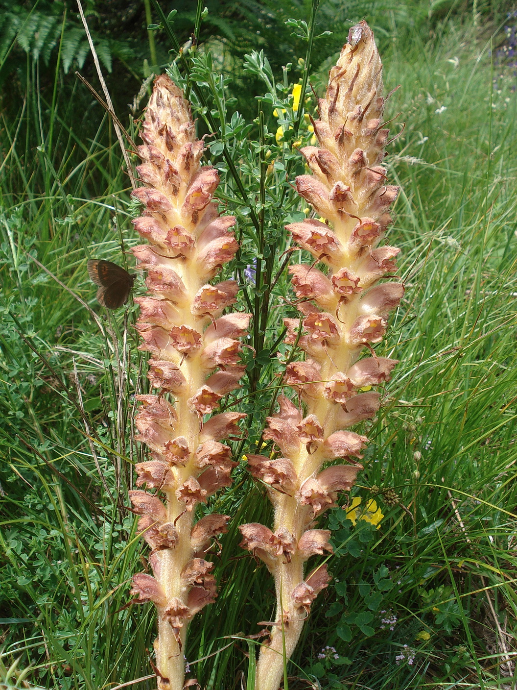 Orobanche rapum-genistae.I-Lago.Maggiore.9.Jun.21.JPG