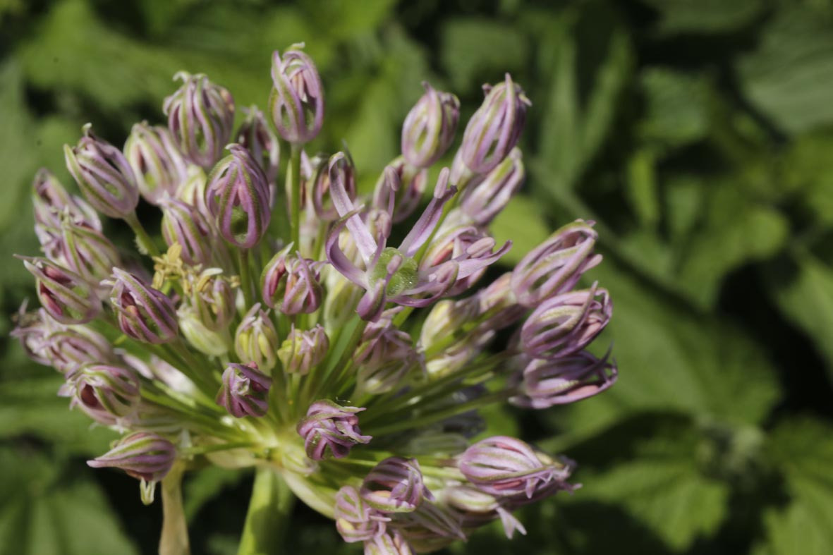 allium stipitatum 21-0069 kl(2).jpg