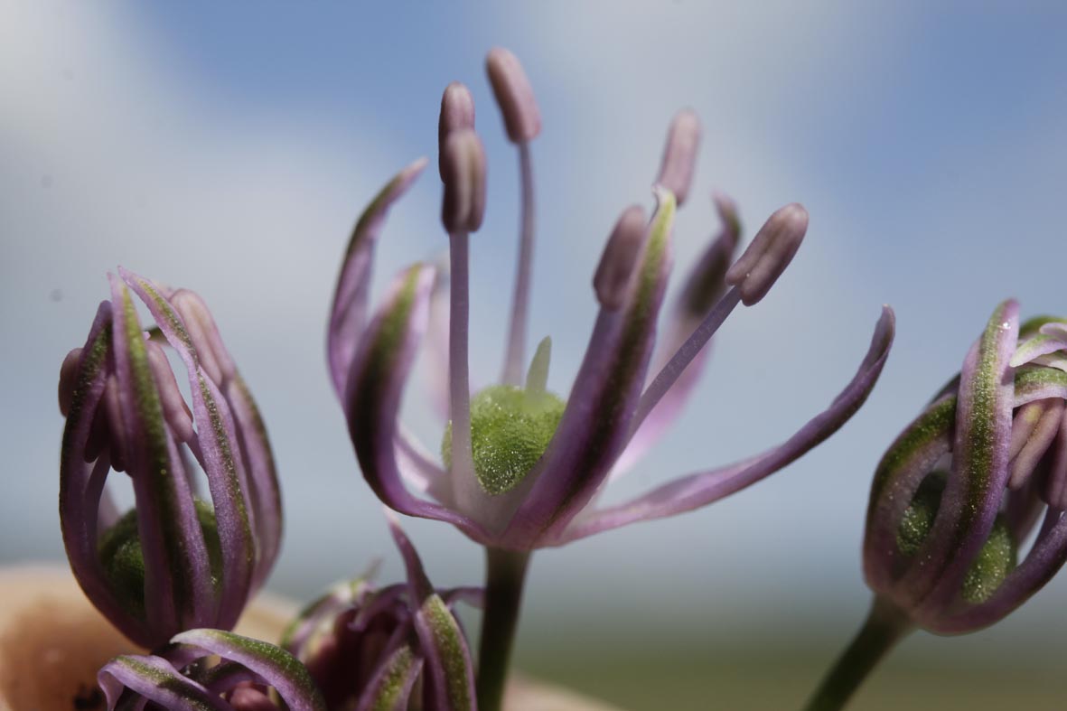 allium stipitatum 21-0069 kl(1).jpg