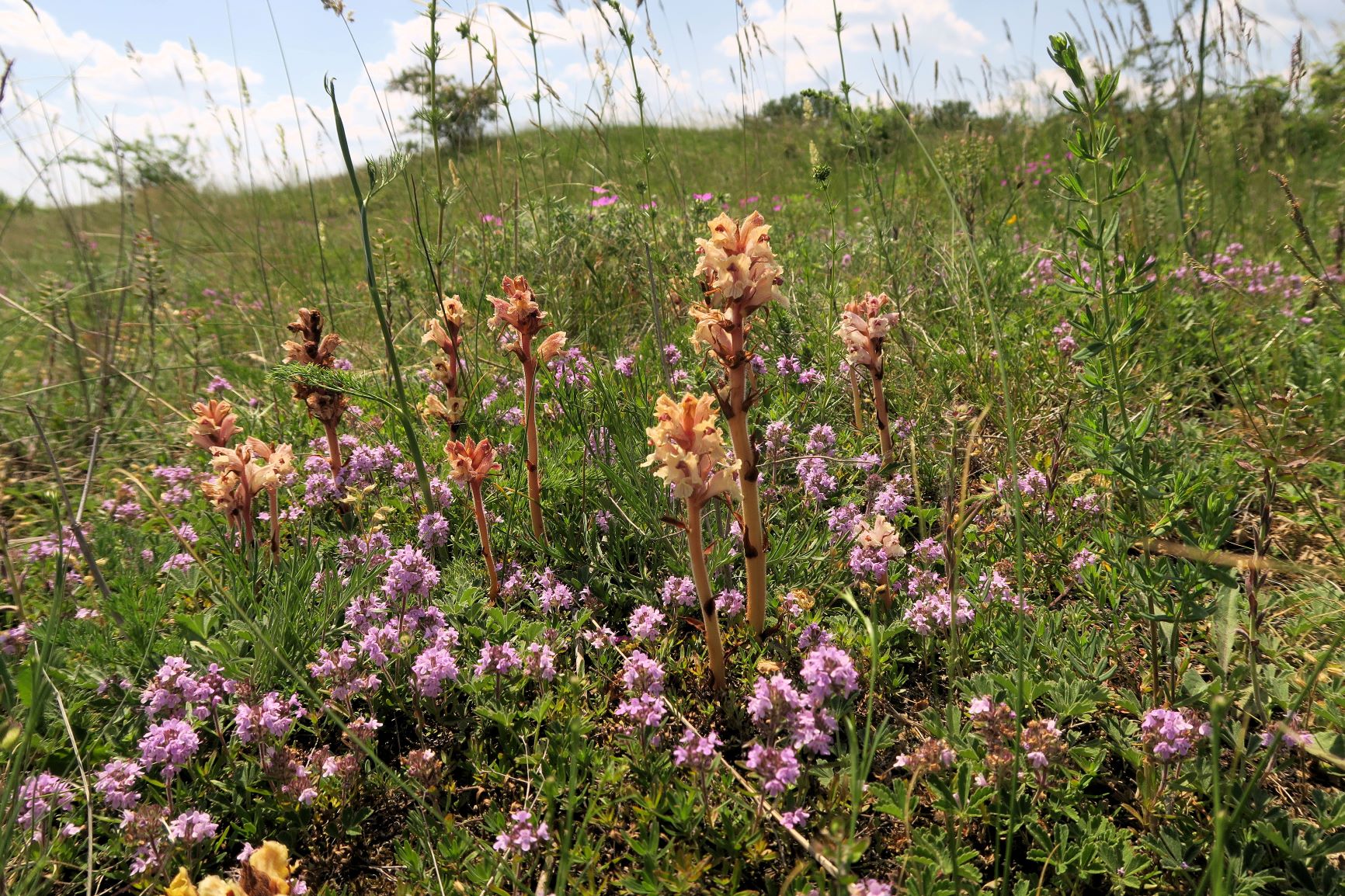 Orobanche alba Quendel-Sommerwurz, Wien Stammersdorf Schanze XI flacher Trockenrasen 09.06.2021 C5X (4).JPG