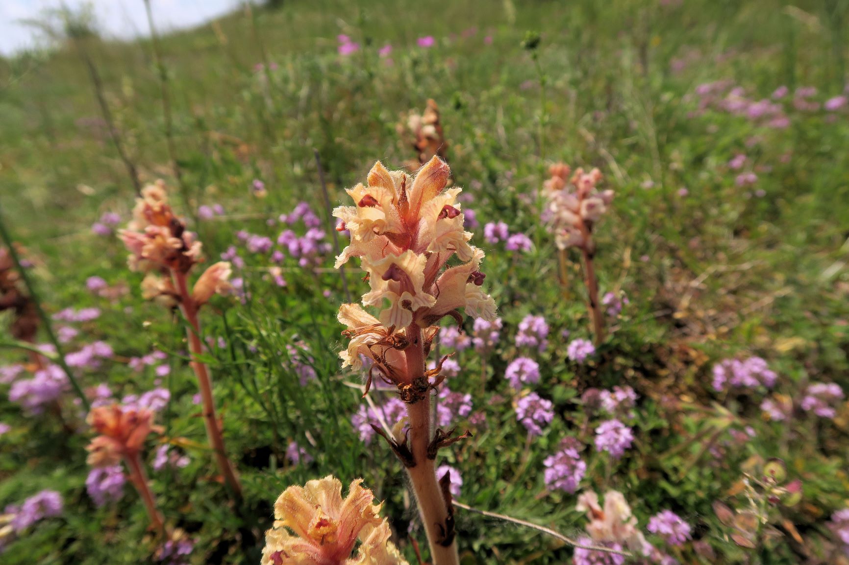 Orobanche alba Quendel-Sommerwurz, Wien Stammersdorf Schanze XI flacher Trockenrasen 09.06.2021 C5X (5).JPG