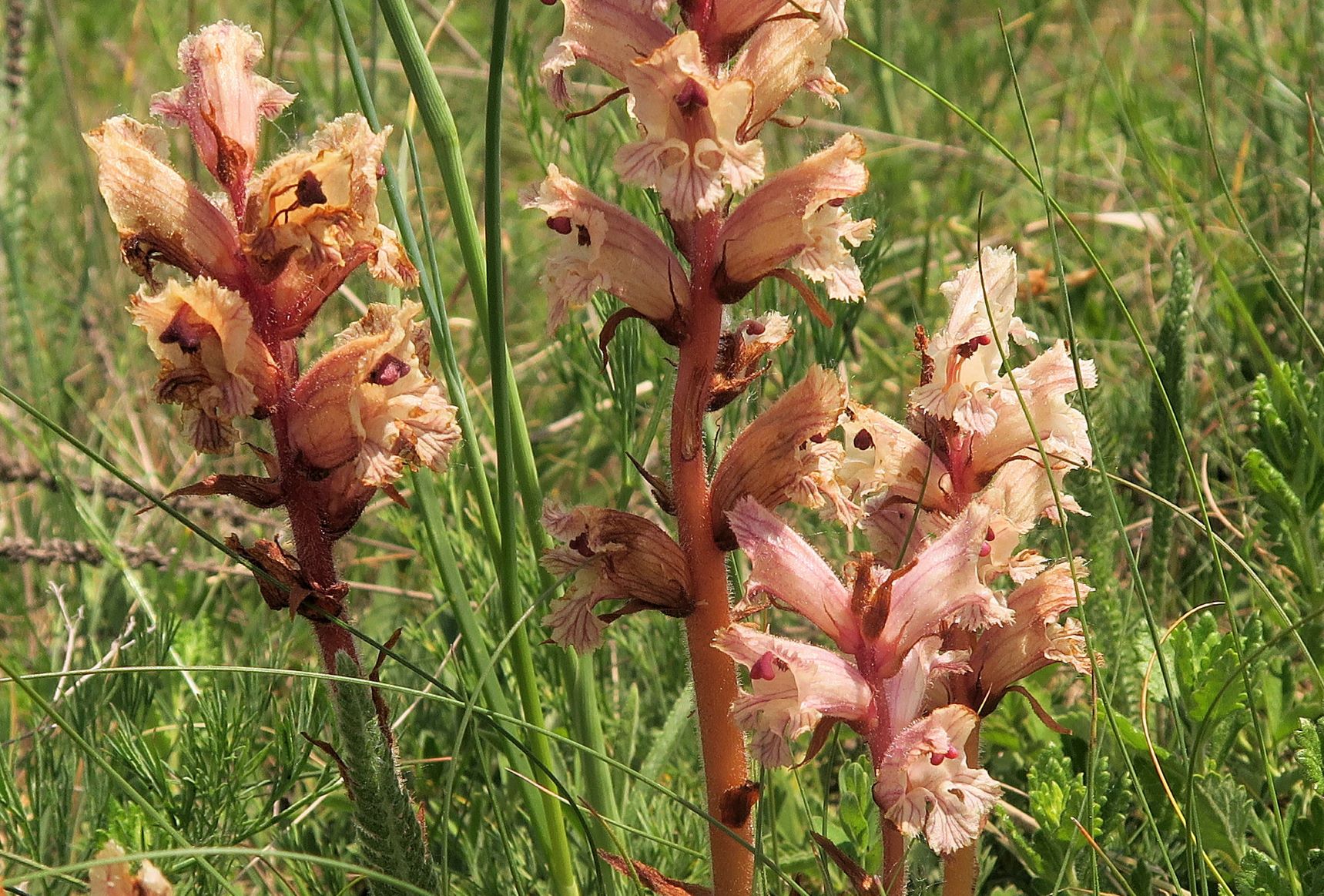 Orobanche alba Quendel-Sommerwurz, Wien Stammersdorf Schanze XI flacher Trockenrasen 09.06.2021 C5X (2).JPG