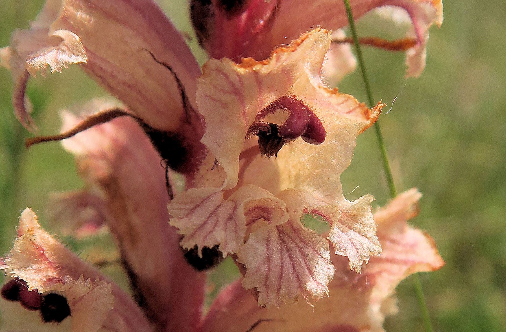 Orobanche alba Quendel-Sommerwurz, Wien Stammersdorf Schanze XI flacher Trockenrasen 09.06.2021 C5X (3).JPG